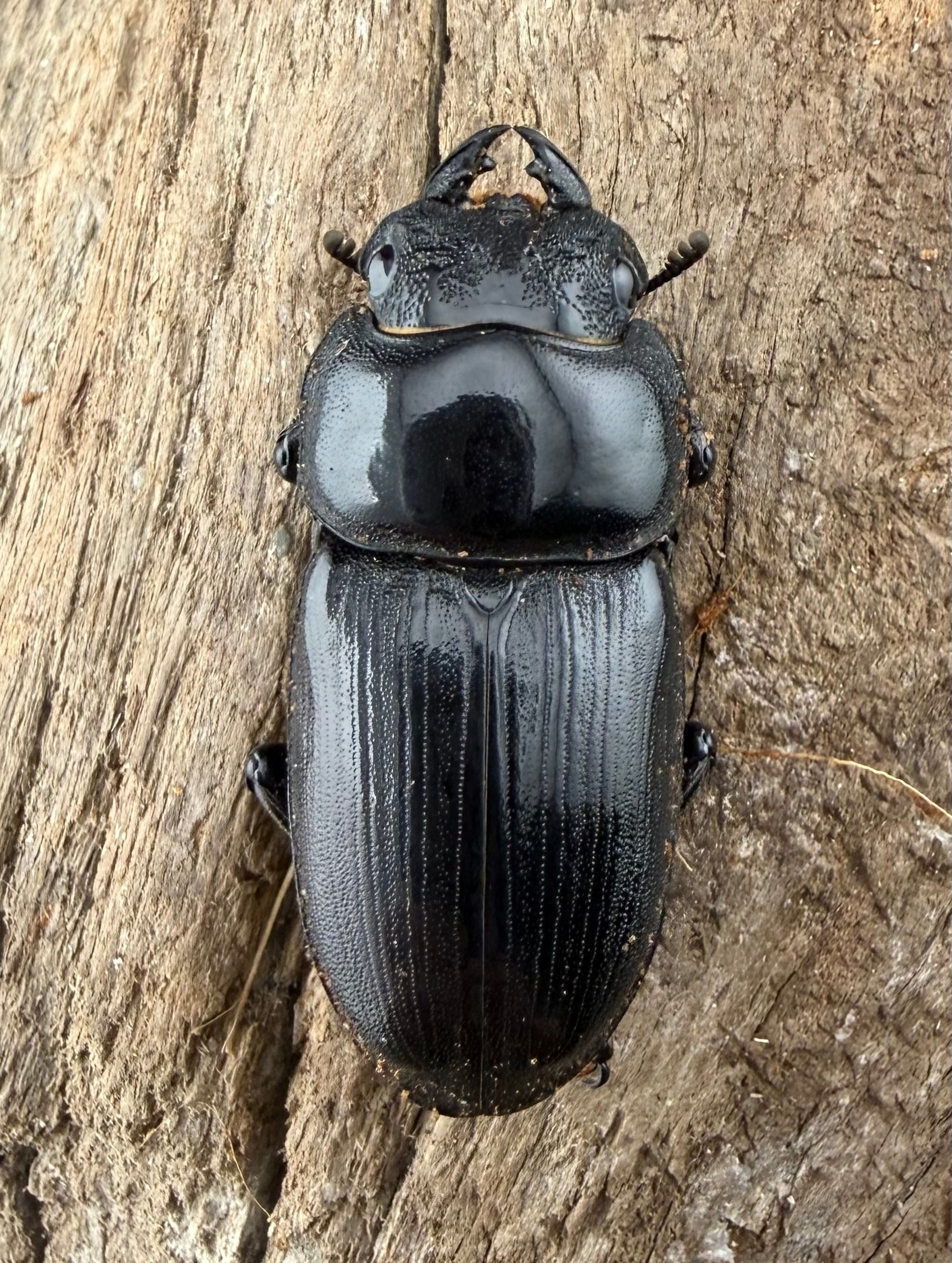 F0】《国産オオクワガタ 茨木市産 64.5mm ♂♀♀トリオ》 | KPW公式