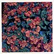 ベゴニア - Begonia