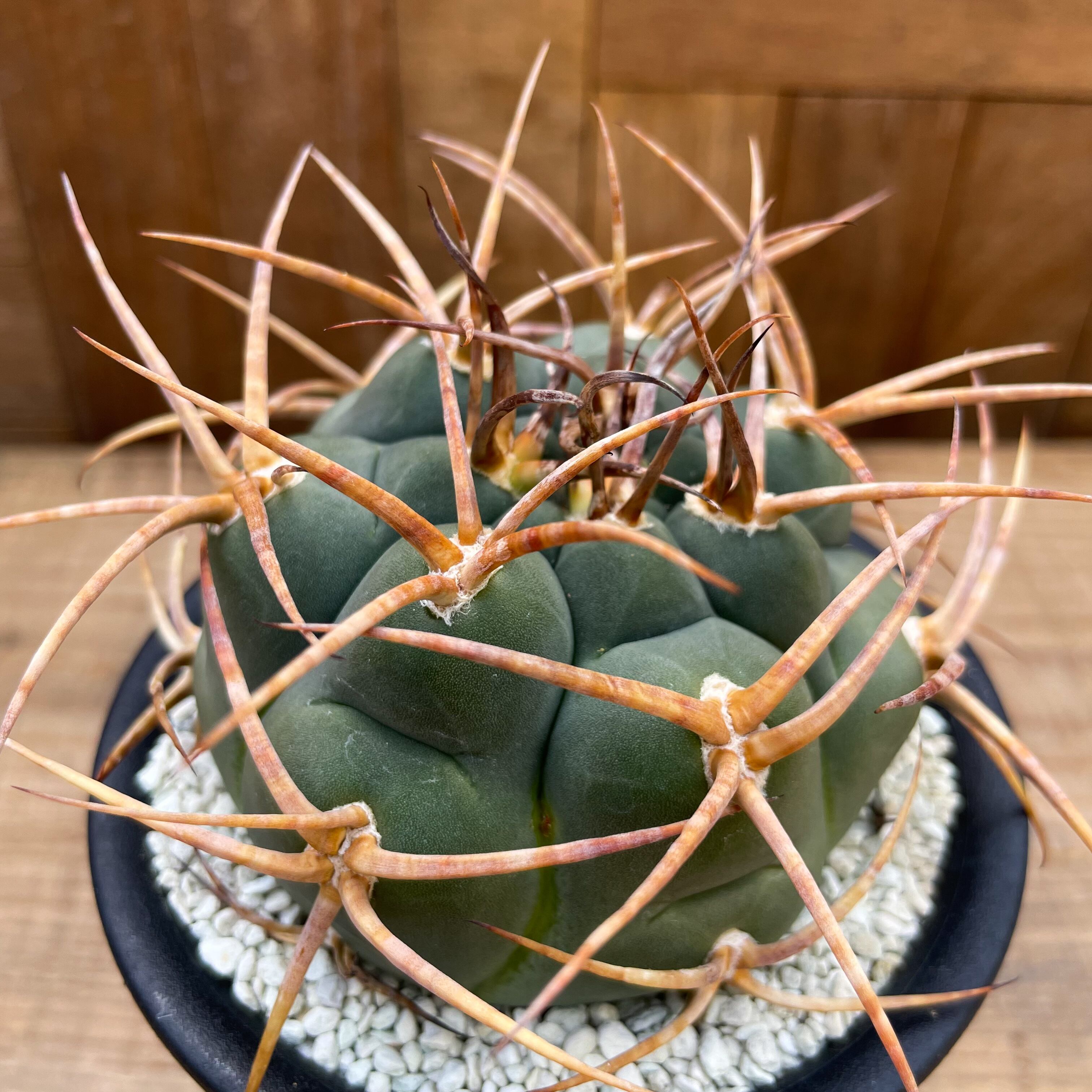 Gymnocalycium cardenasianum【ギムノカリキウム・強棘光琳玉・接木 