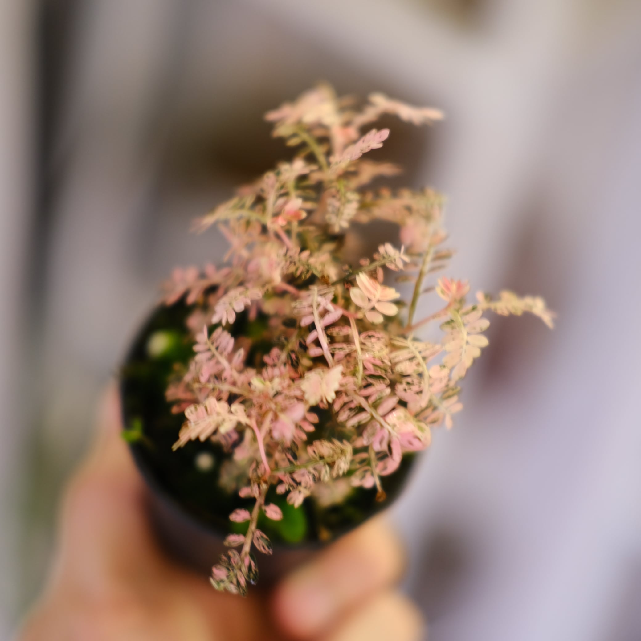 Phyllanthus urinaria Pink｜フィランサス・ウリナリア④ Phyllanthus urinaria 'Pink Variegated'④ / フィランサス