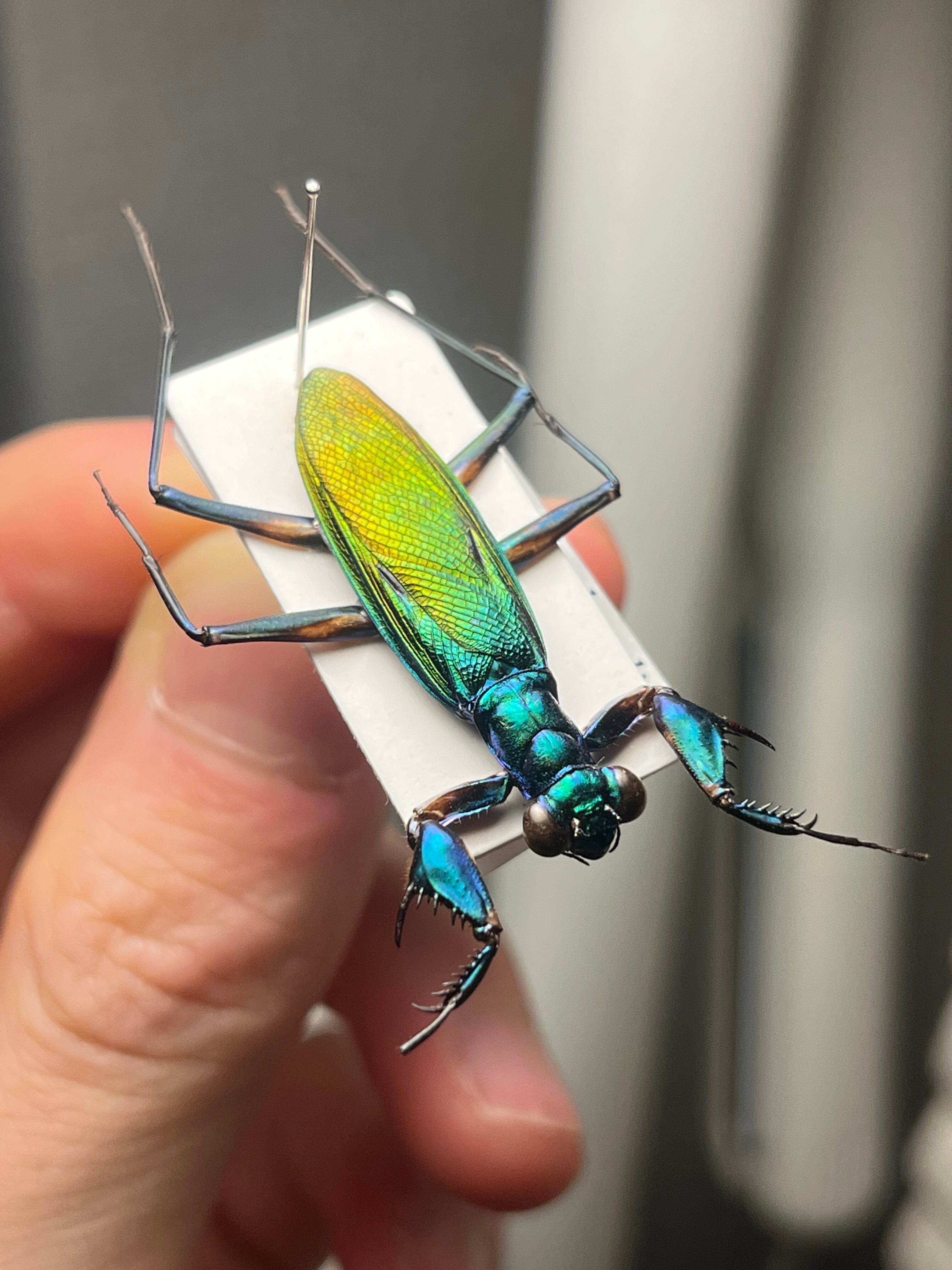 カマキリ | オモニキチュウ