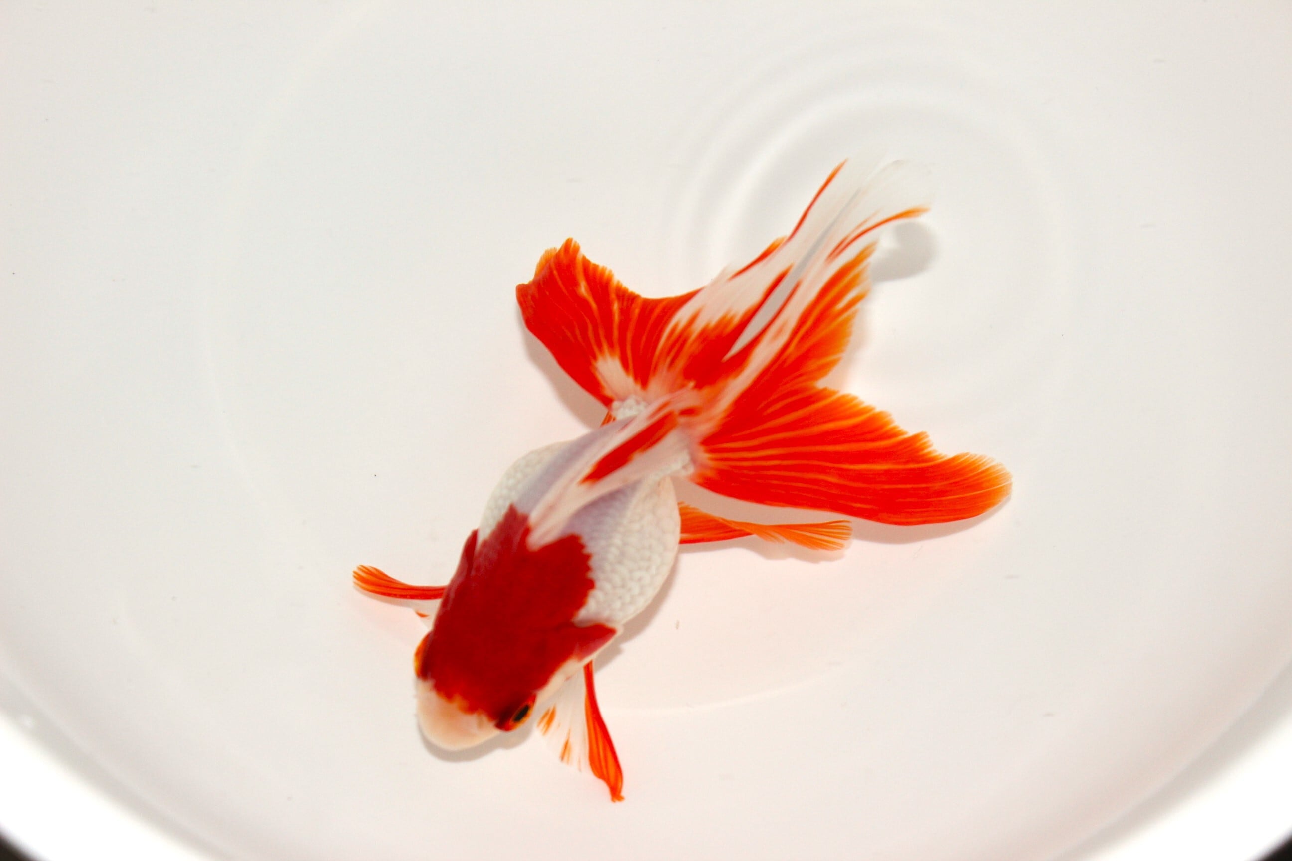 荻野養魚場産 二才 更紗琉金 ＃1220-02 | 金魚専門店 和の美