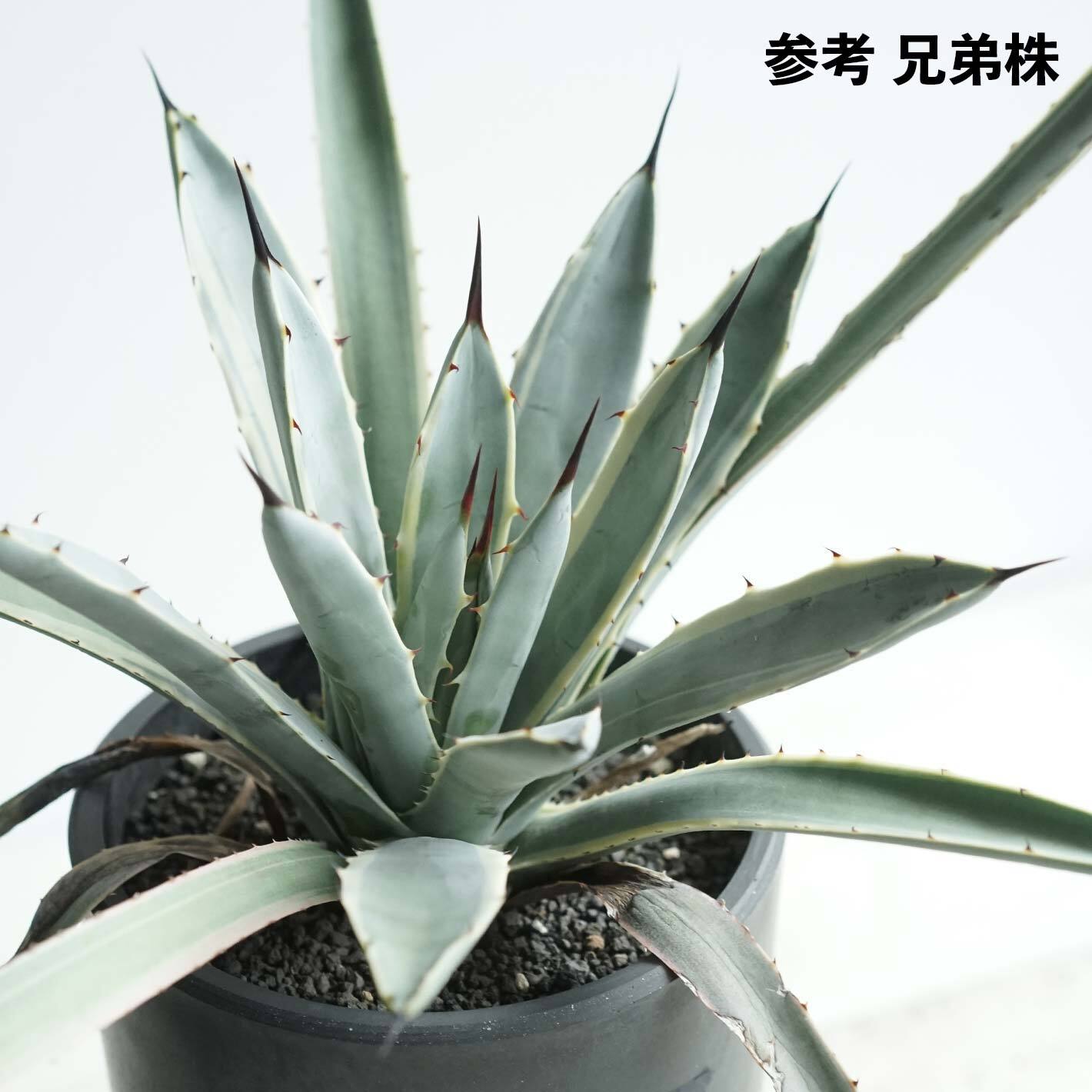 抜き苗 ブルーリボン Agave macroacantha  