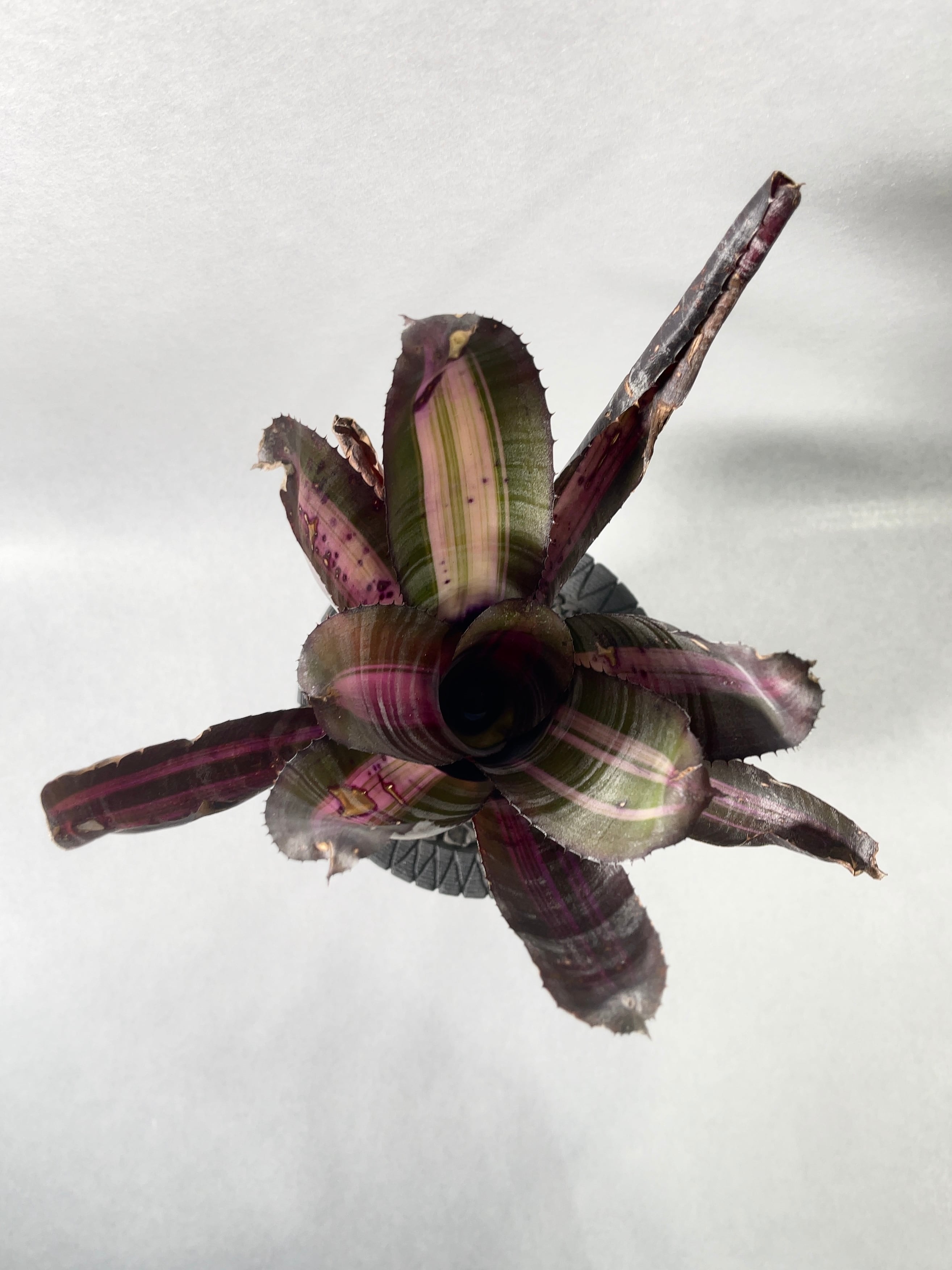 エクメア・ロベルトメネスカル | trigger