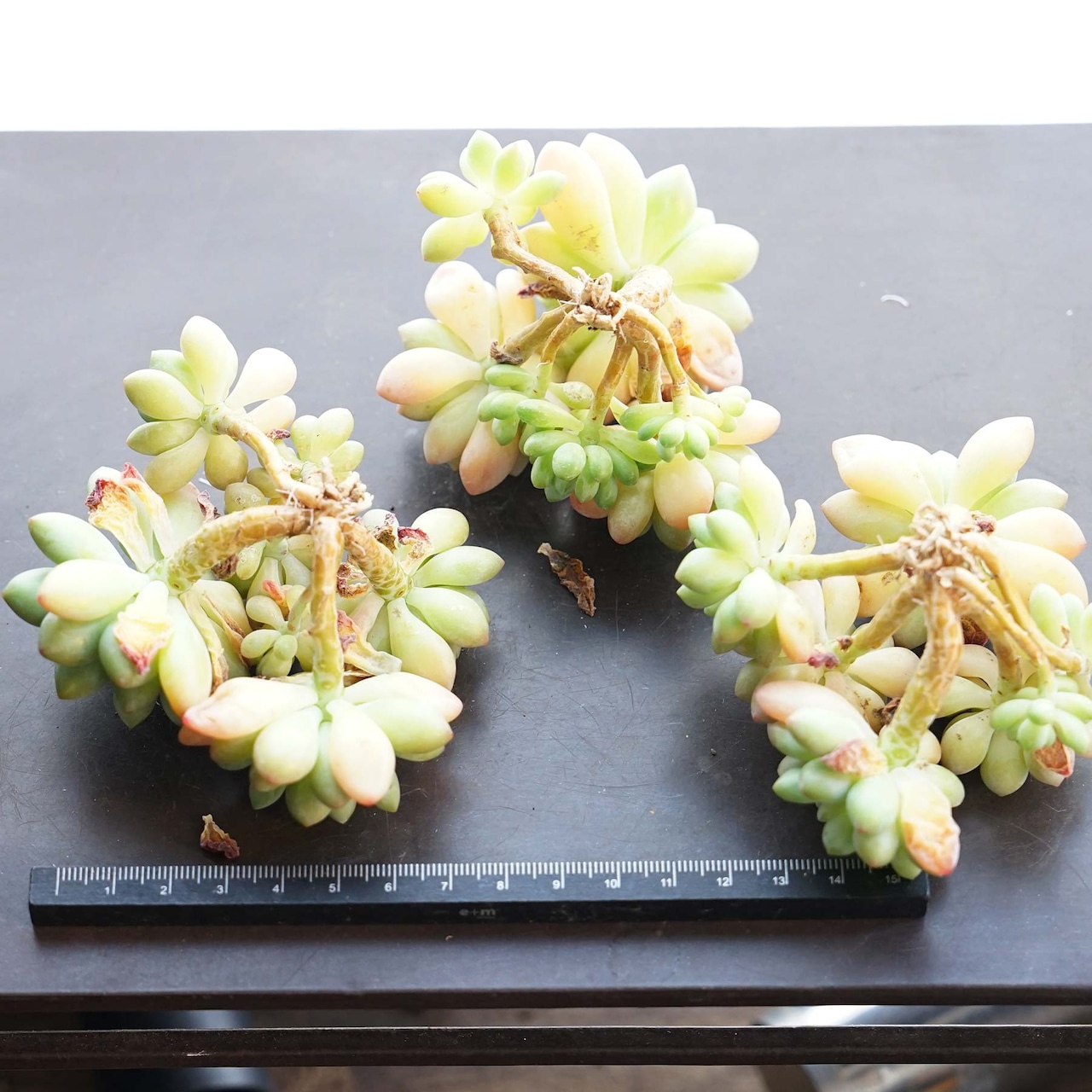 発根済カット苗 ダフネ Echeveria 'Daphne'