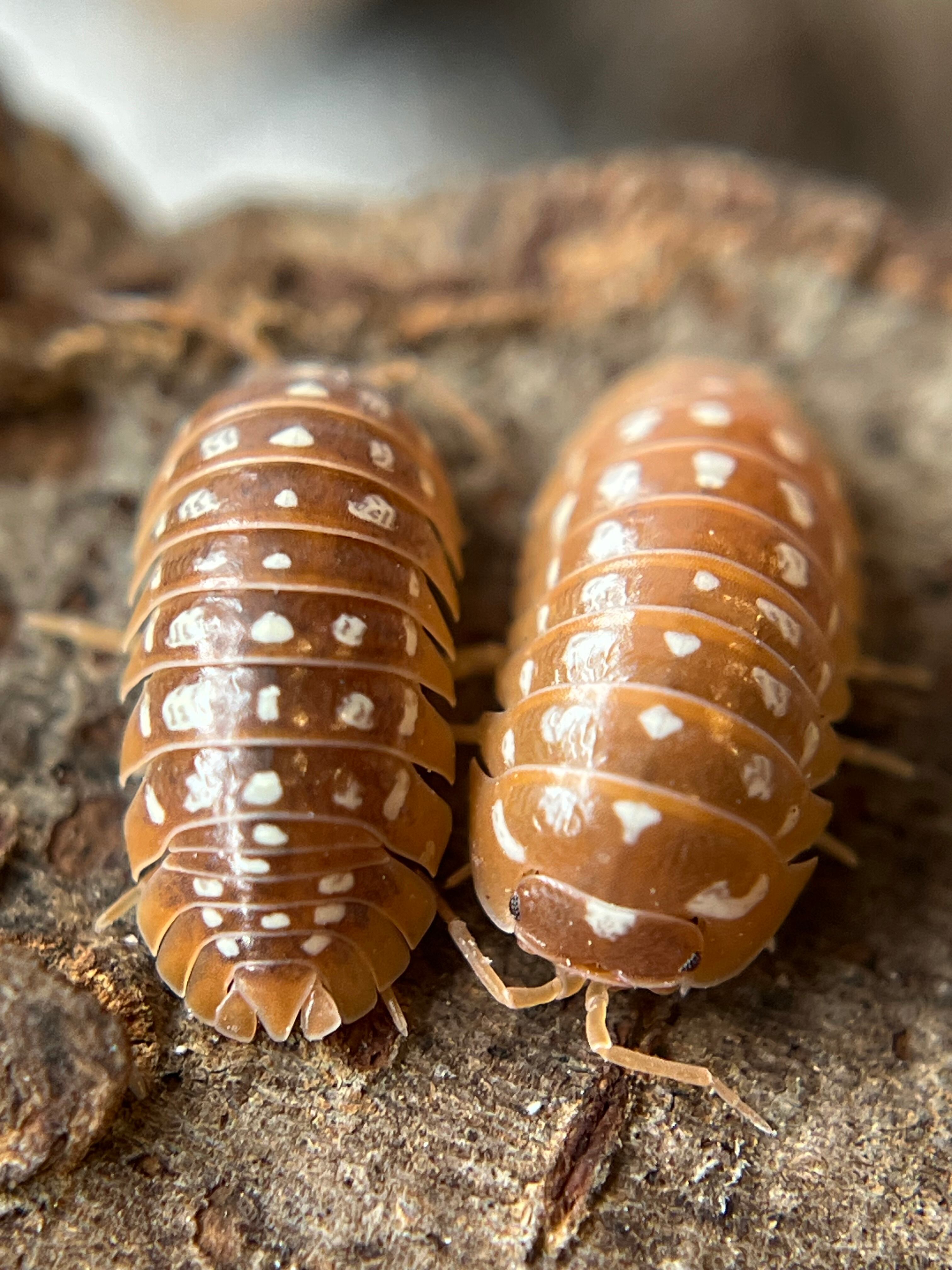 SHUNisopods ダンゴムシ、ワラジムシのお店