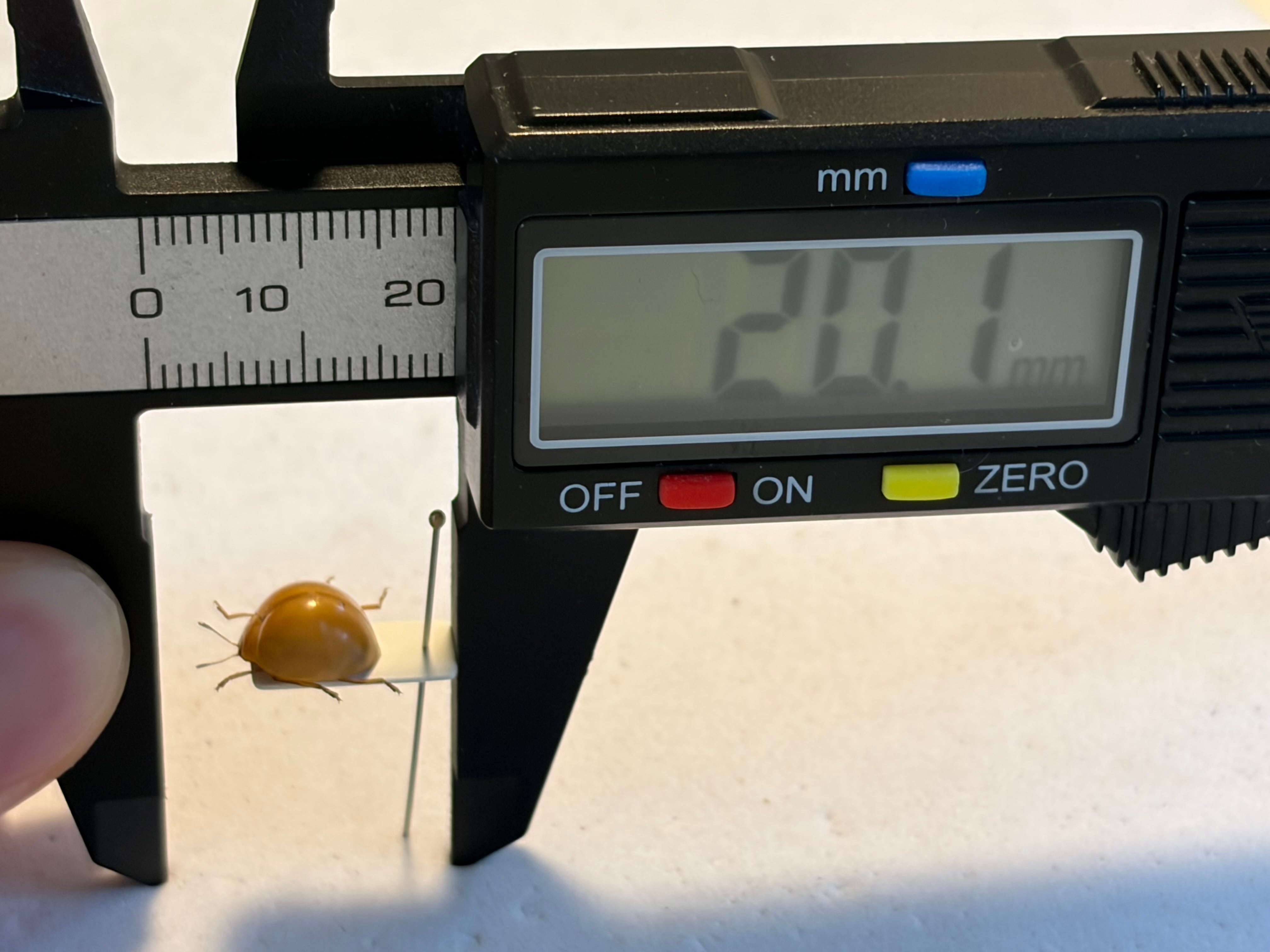 【8mm】オオキイコマルノミハムシに酷似のハムシの一種 ? 標本 プラチナコガネ 8mm】オオキイコマルノミハムシに酷似のハムシの一種 ? 標本 プラチナ