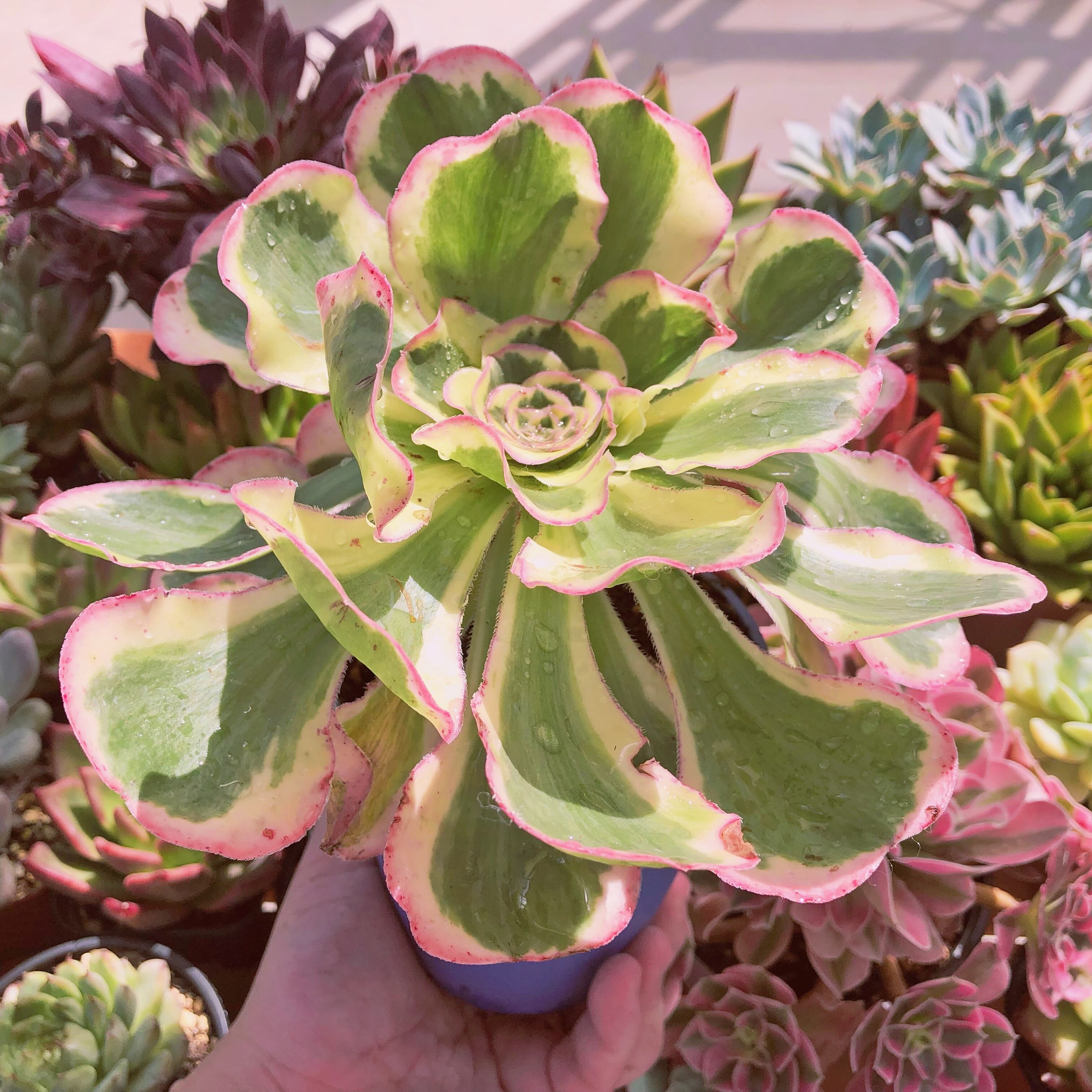 多肉植物 燕姿錦 特大苗 | るる農園~多肉植物専門