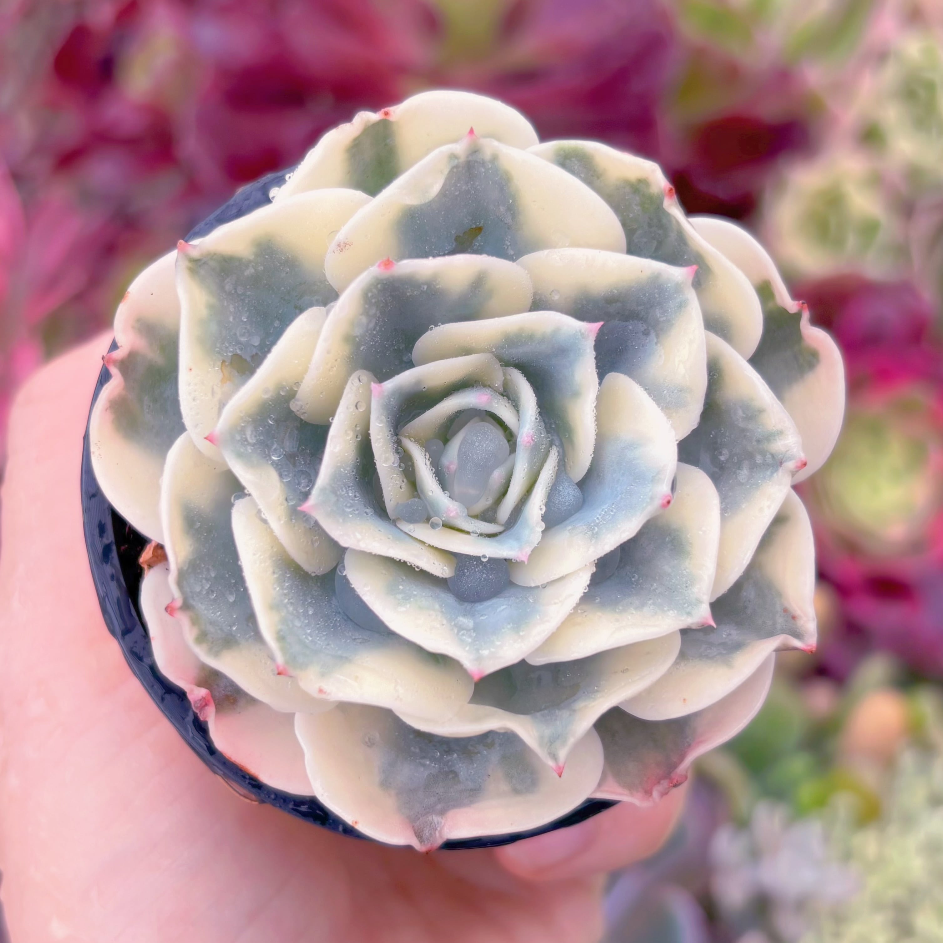 現品　ルノーディーン#F214　るる農園