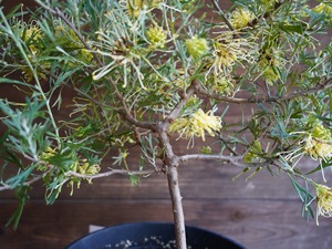 【現物】グレビレア　”レモンスプリーム”