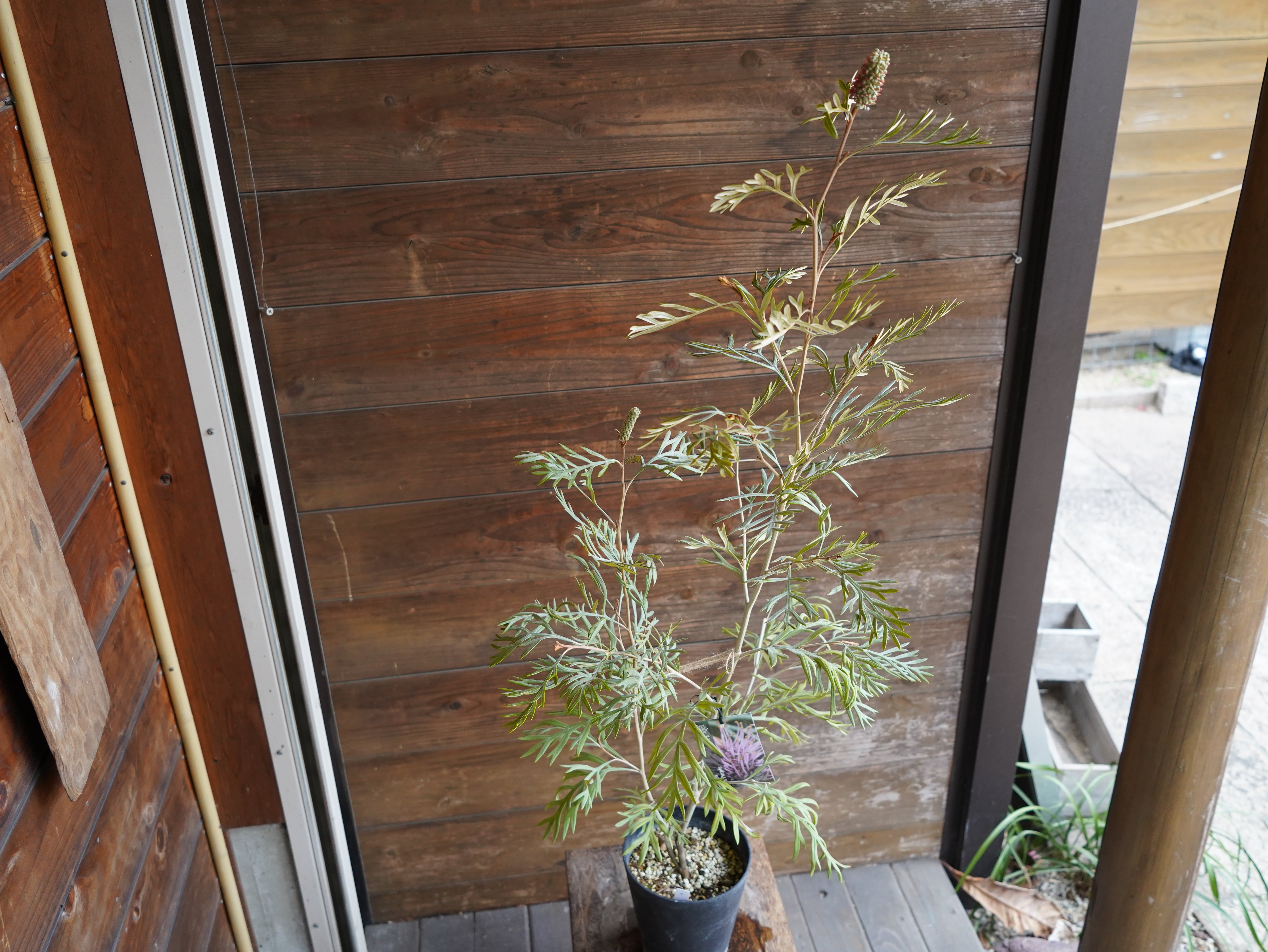 【現物】グレビレア ”ドーンパープル” C