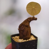 Stephania kaweesakii / ステファニア カウィーサキー㊱/ 観葉植物