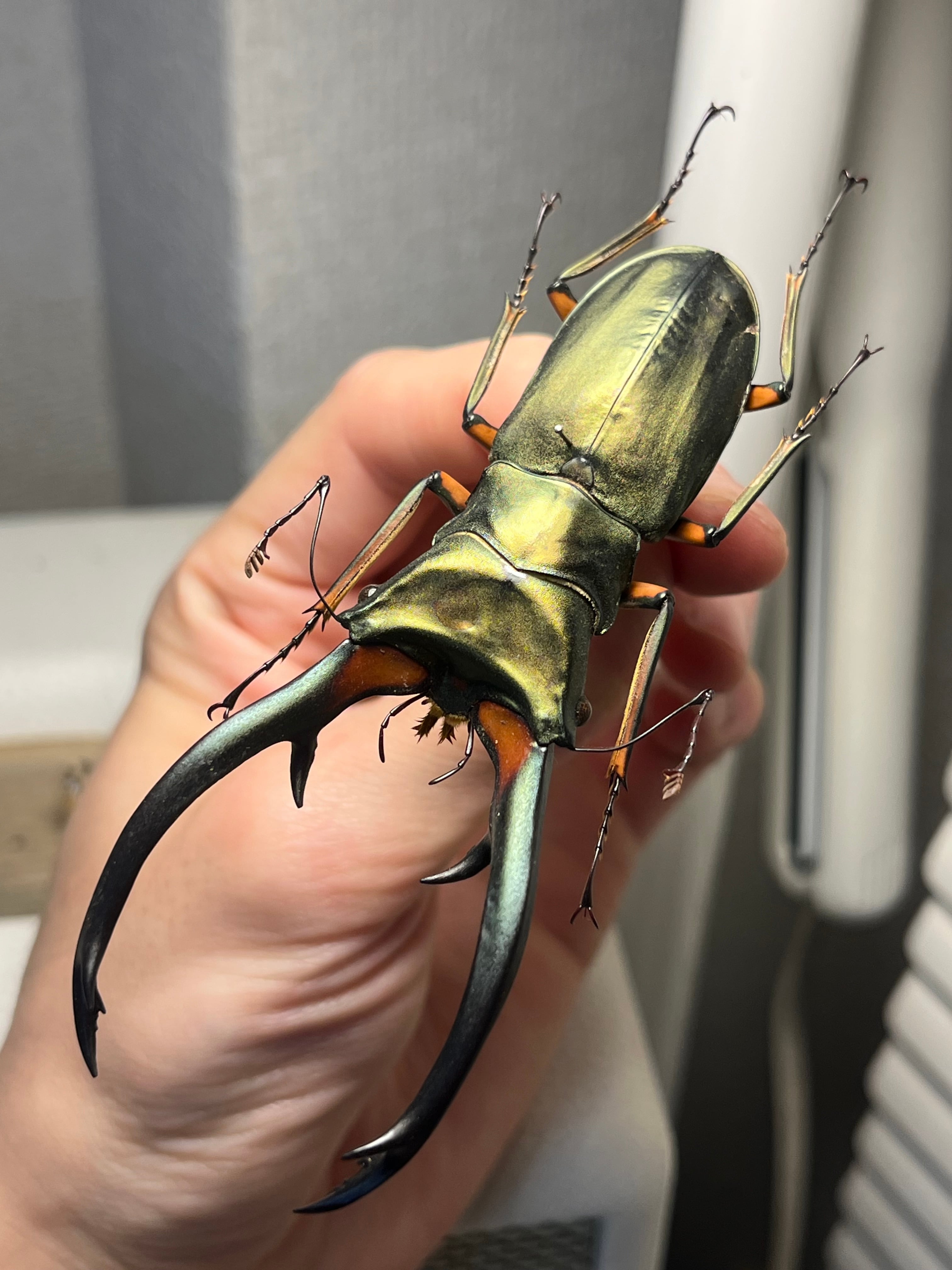 PARATYPE】ホロメタリクスチリクワガタ 56mm シワバネクワガタ