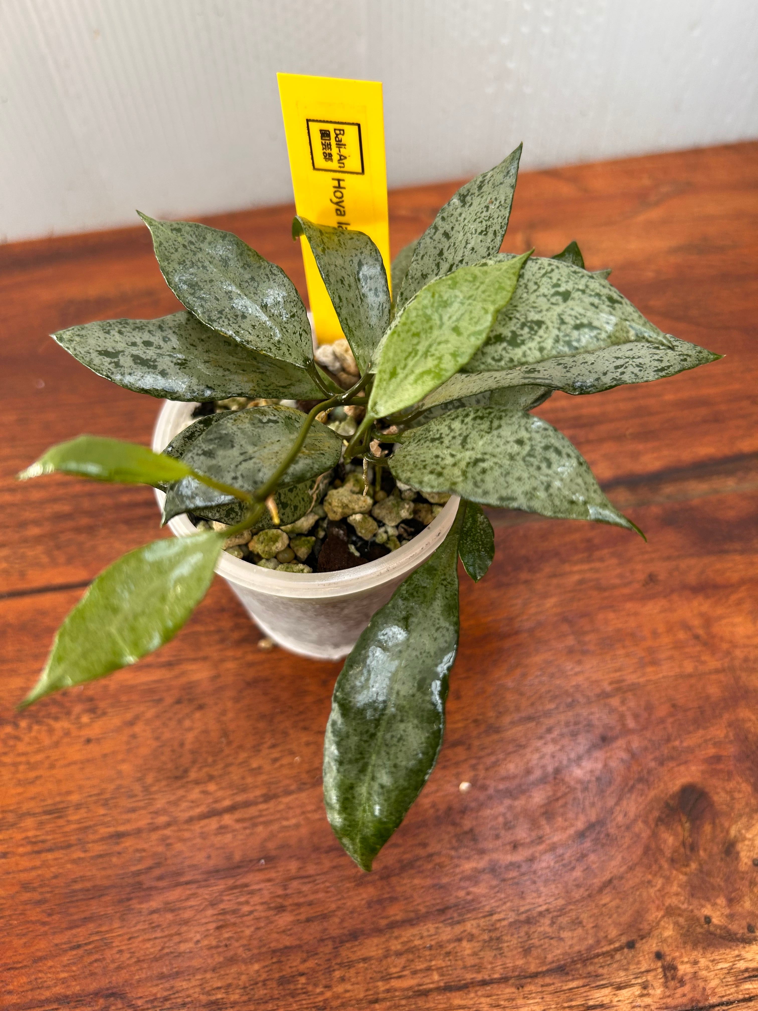 Hoya | BALI-AN 園芸