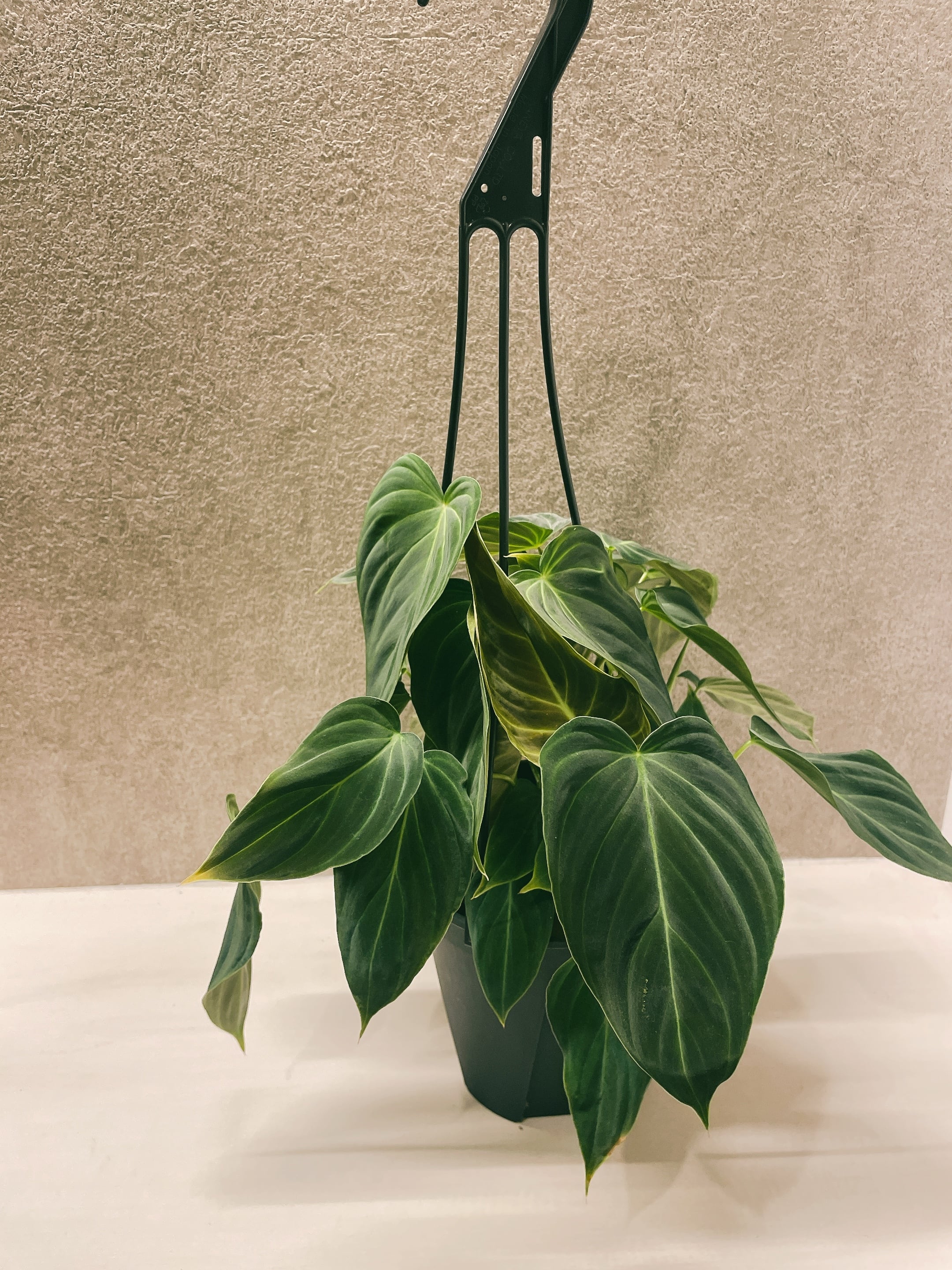 フィロデンドロングロリアス つよい philodendron glorious 苗