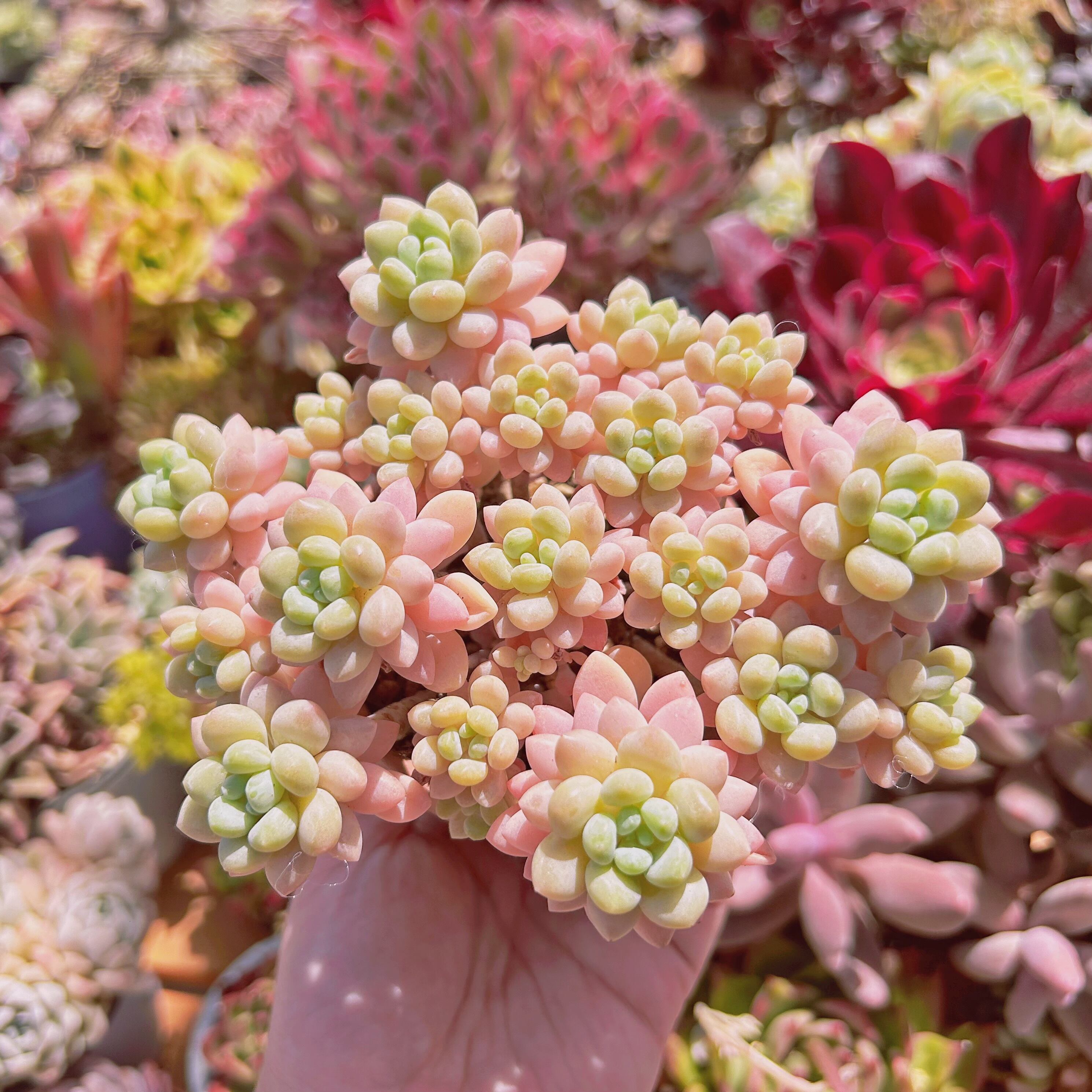 多肉植物 ストロベリーミルク 12頭以上 特大 | るる農園~多肉植物専門
