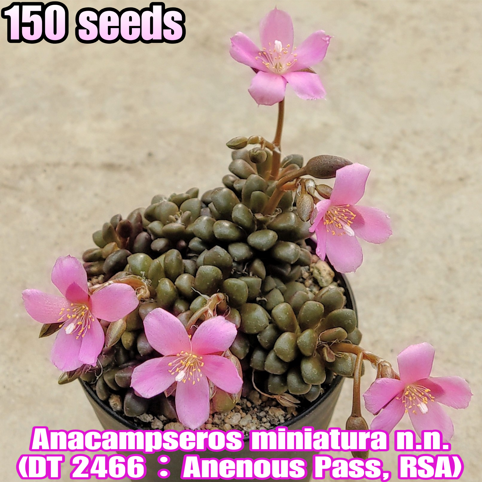 種子(大容量お得パック)/150粒】Anacampseros miniatura n.n. (DT 2466