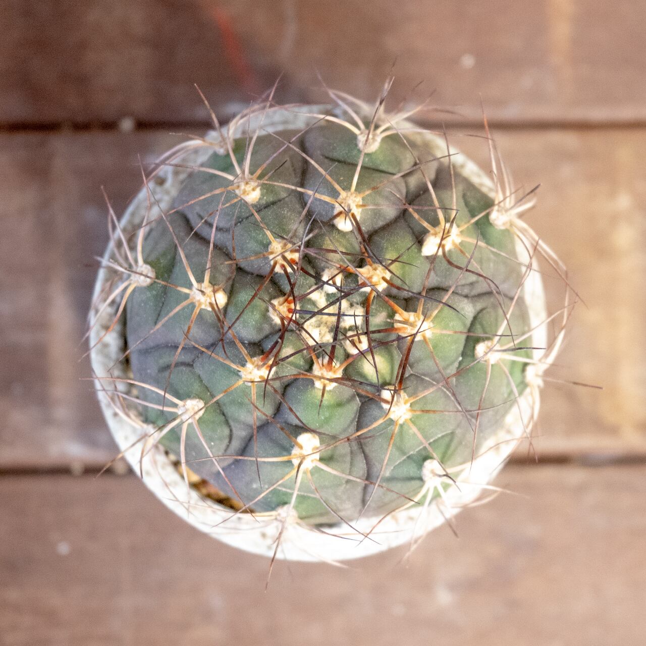 サボテン 尾形丸(Φ11㎝) 緑から紫へと変化する玉虫色の色彩が美しい 厳選仕入れの良型株 観葉植物 インテリア【全国一律送料850円】