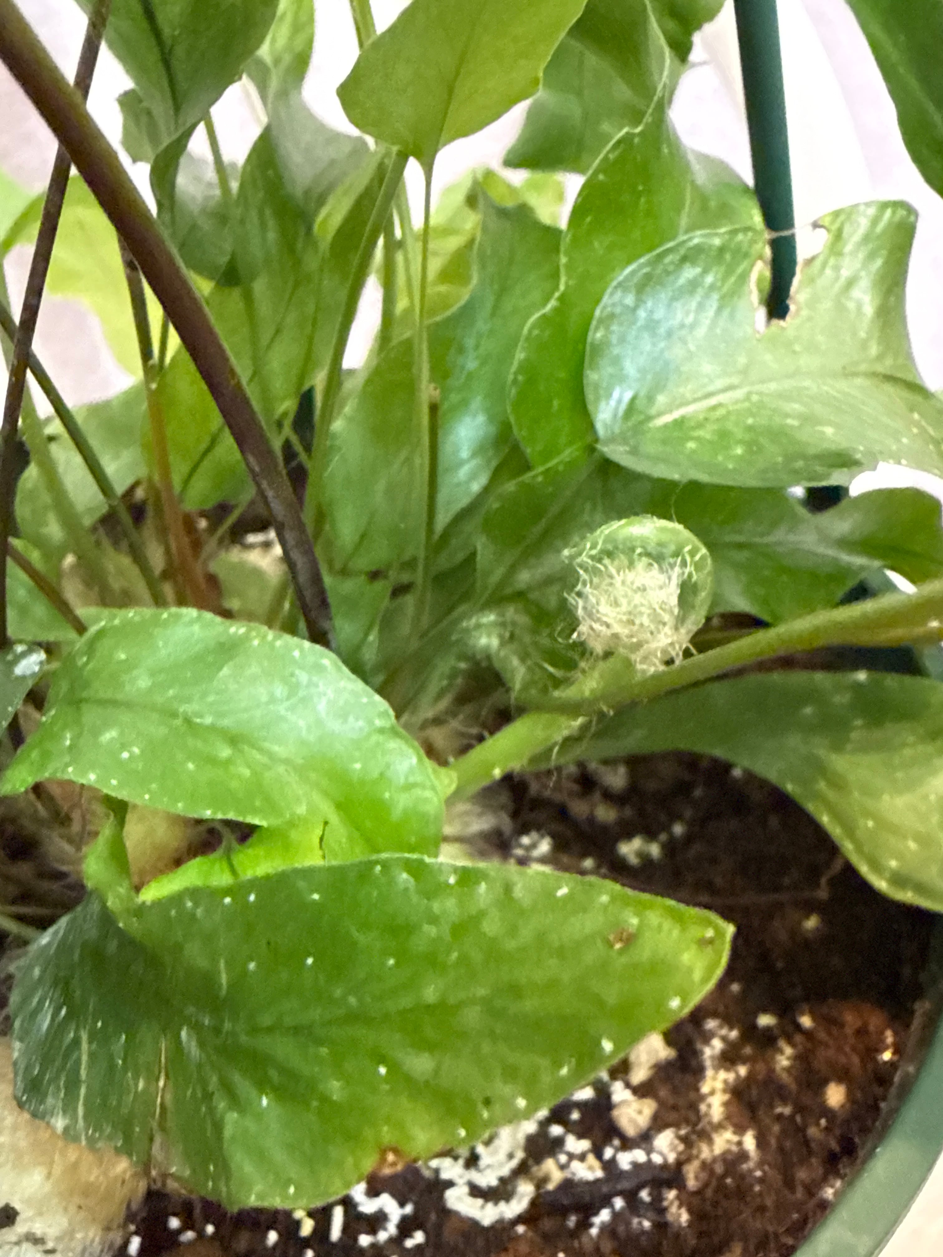 ポリポジウム マンダイアナム | Gardenえん 【観葉熱帯植物】