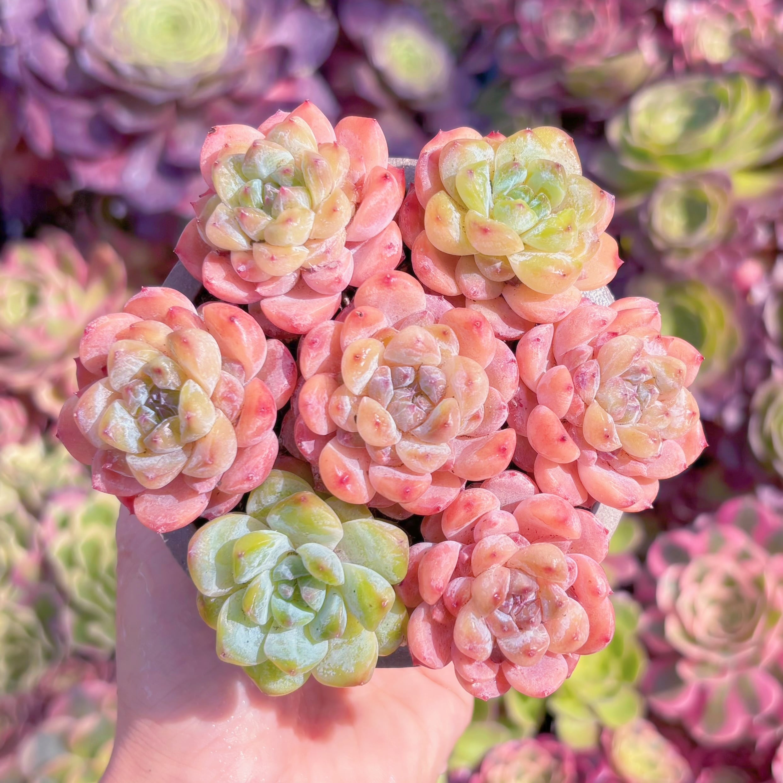多肉植物　氷々(7苗)　新入荷　るる農園