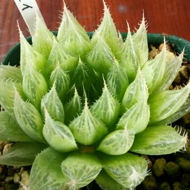120円 最大62%オフ! 多肉植物 ハオルチア 青雲の舞 7.5cmポット苗 120円 最大62%オフ! 多肉植物 ハオルチア 青雲の舞 7.5cmポット苗