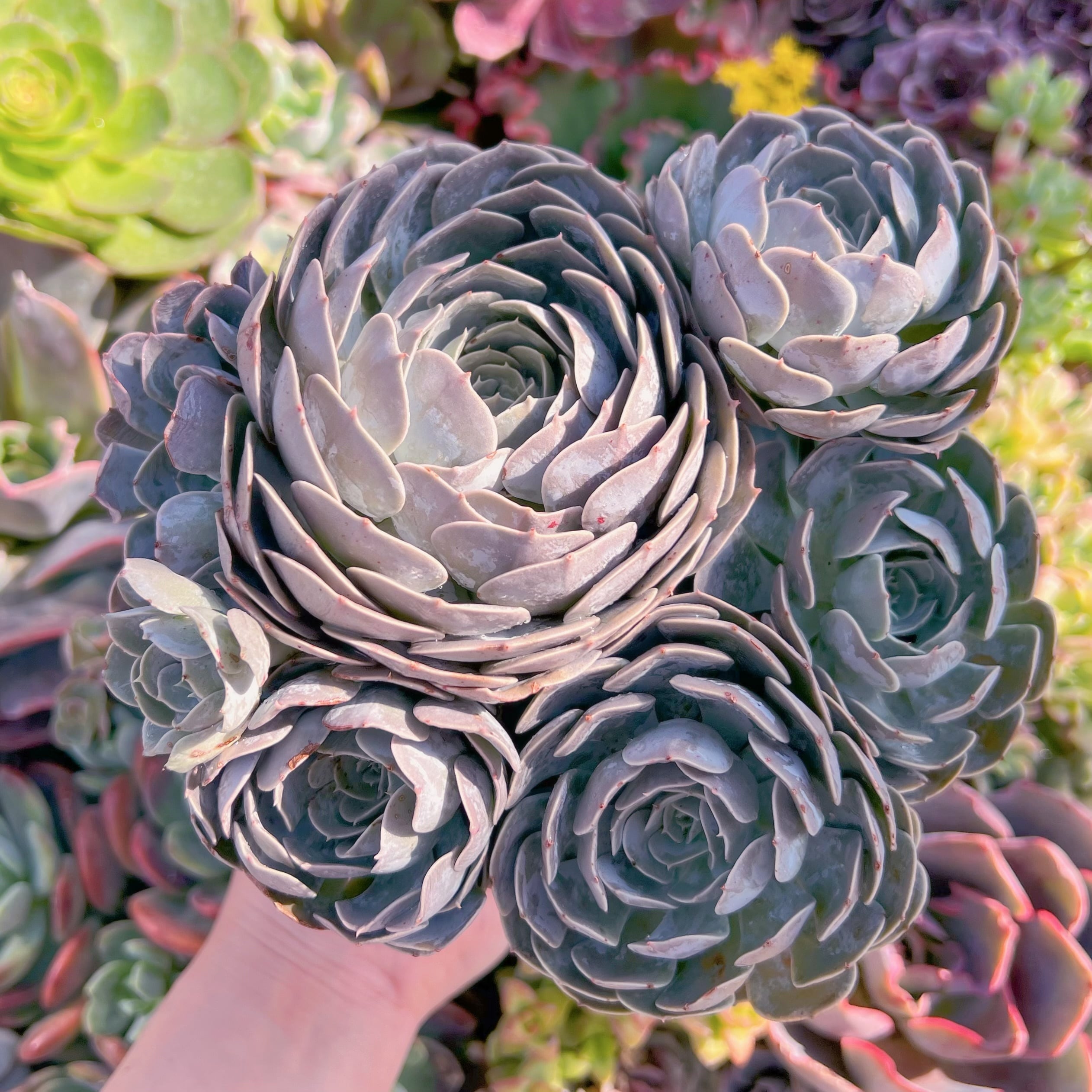 現品　天賜#K024　特大群生　新入荷　るる農園