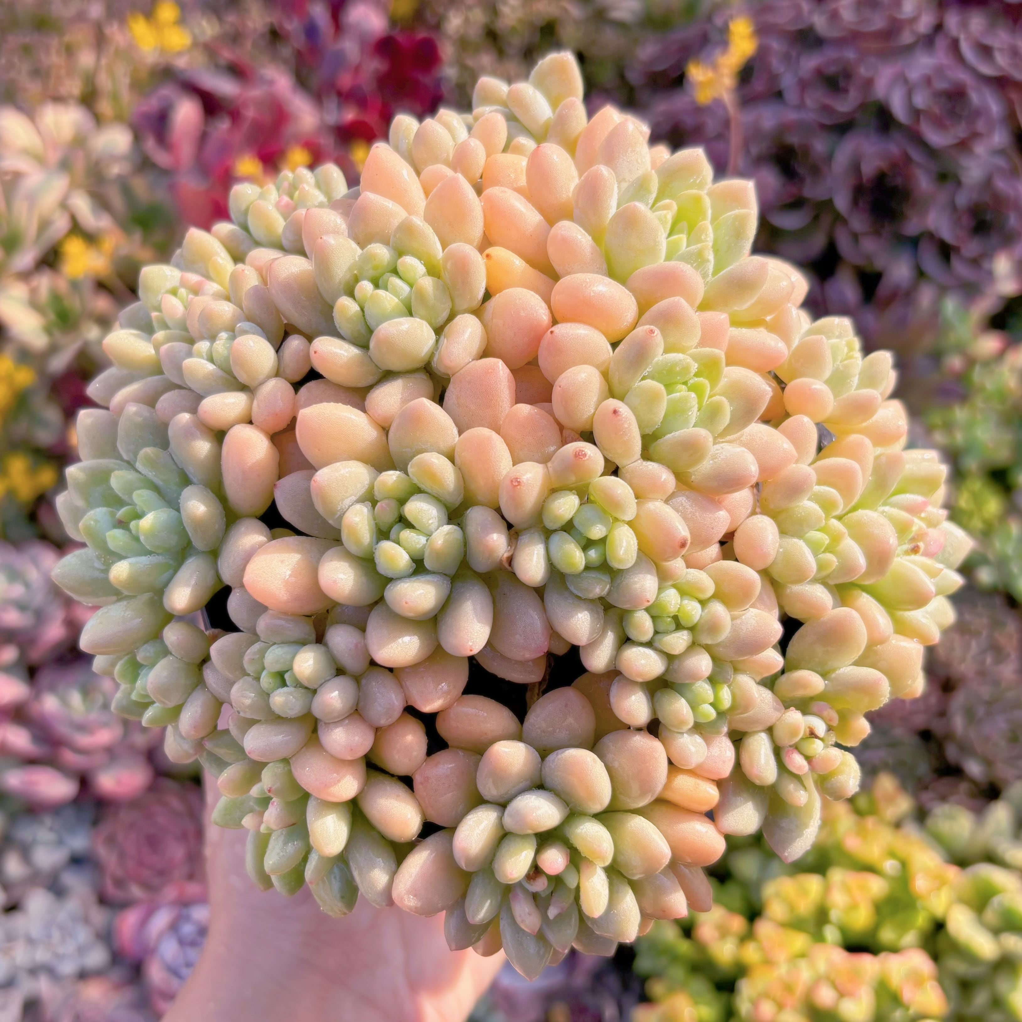 現品　キャビア#2187　大群生　るる農園