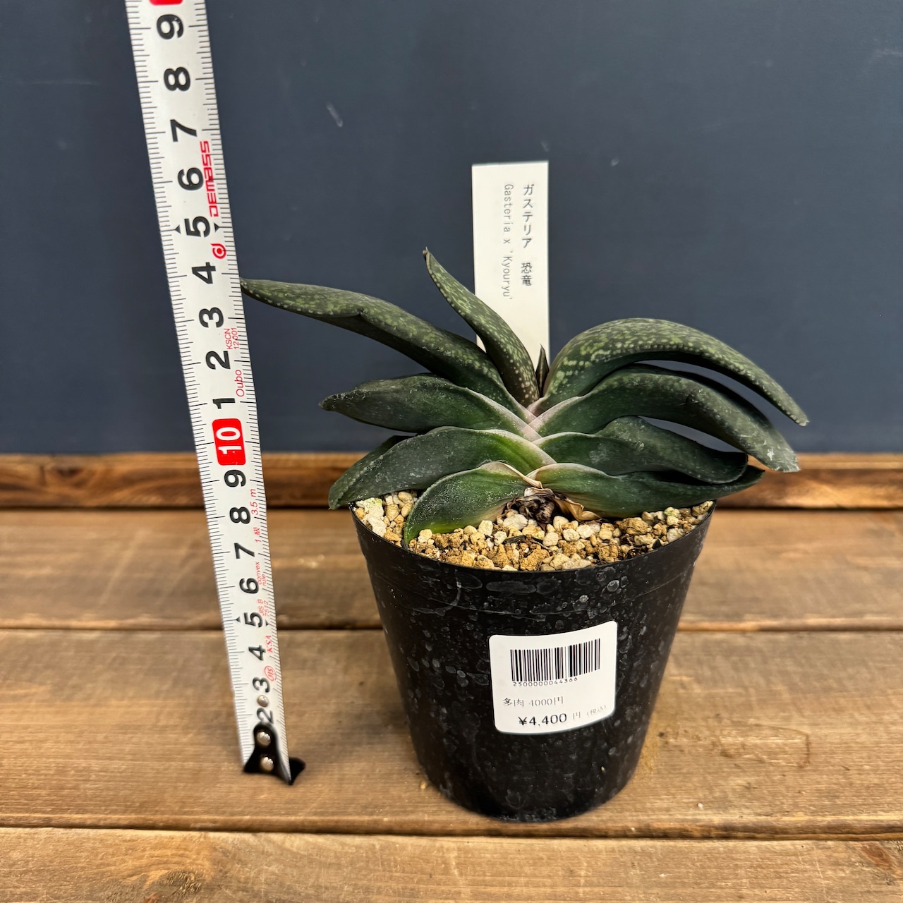 ガステリア 恐竜【843】