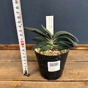 ガステリア 恐竜【843】