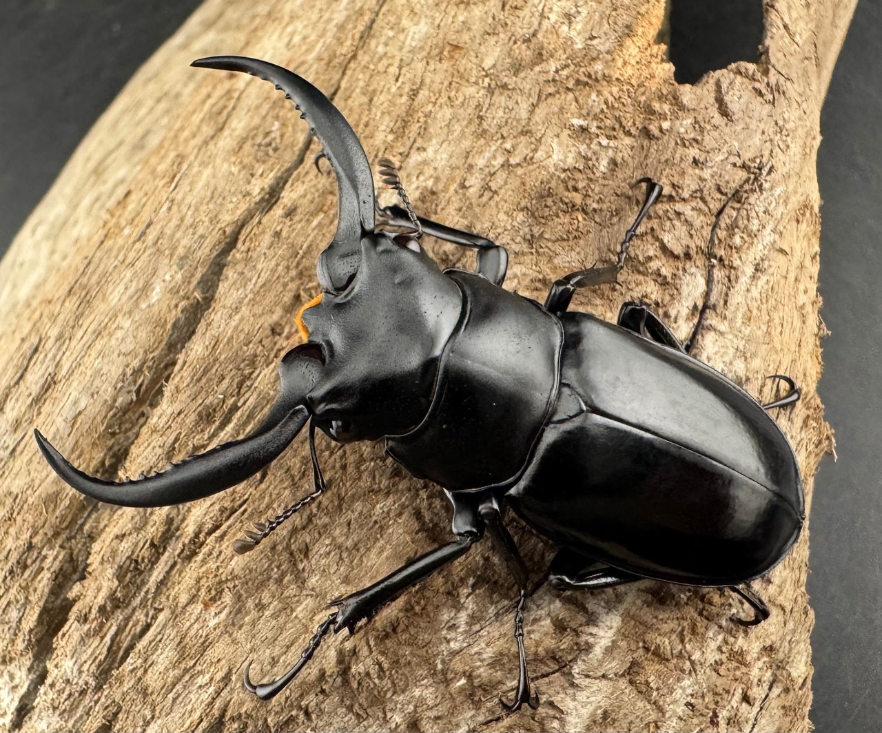 【WD】《ウエストウッディ亜種カズミアエ 雲南省産 54mm ペア》