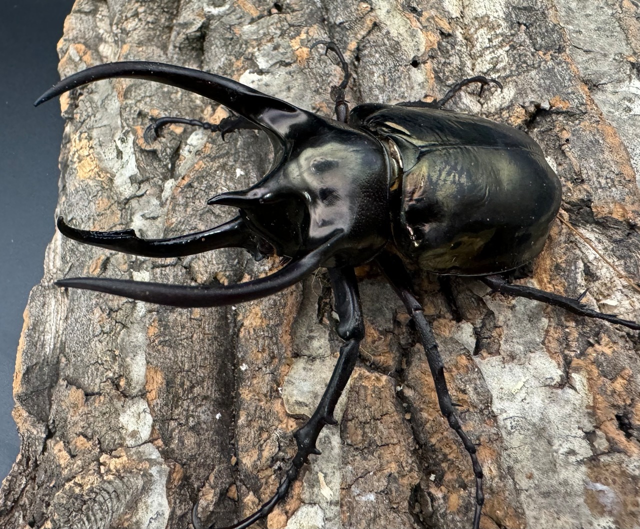 【WD】《ミンダナオアトラスオオカブト 88mm ペア》