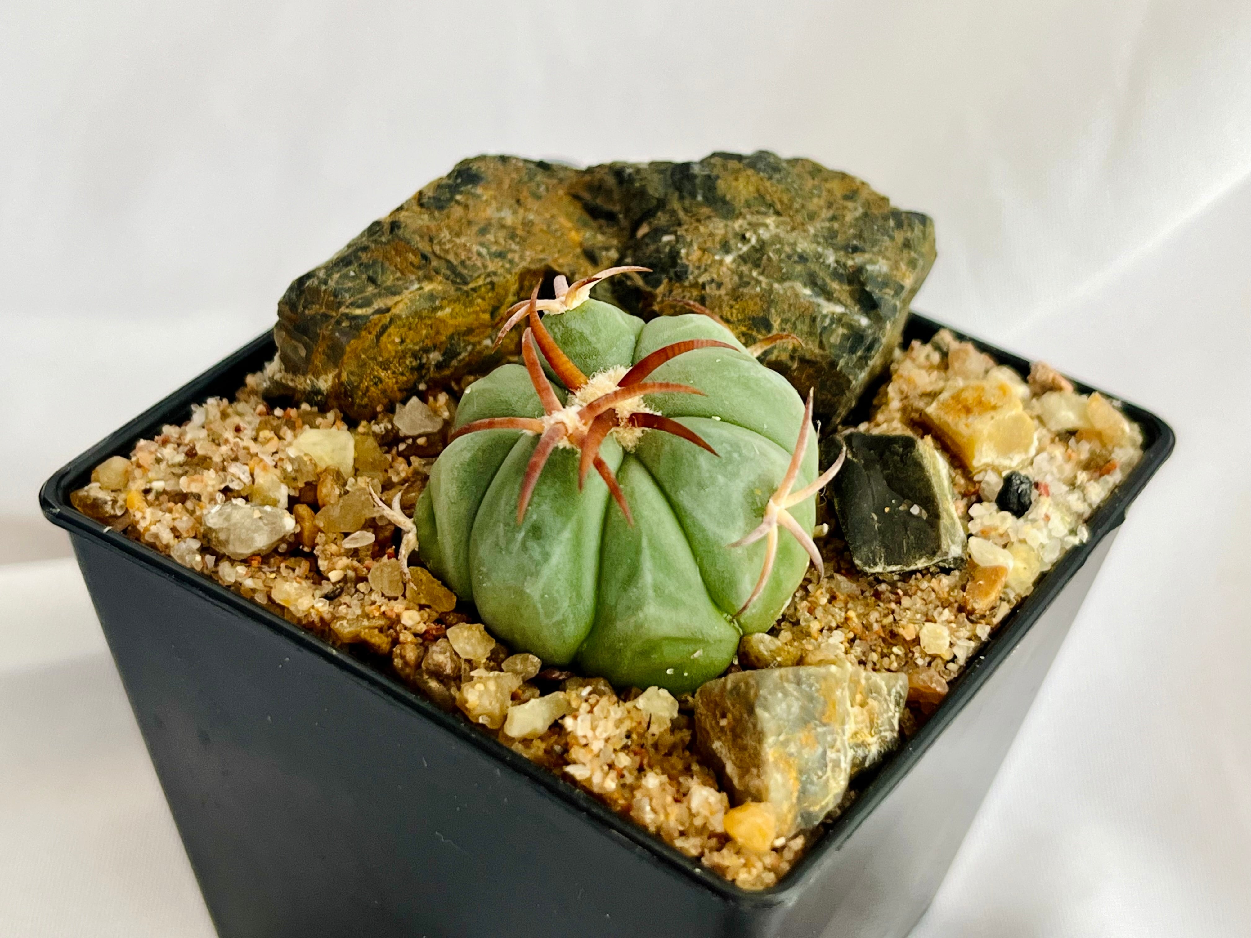 Echinocactus horizonthalonius エキノカクタス 花王丸 サボテン