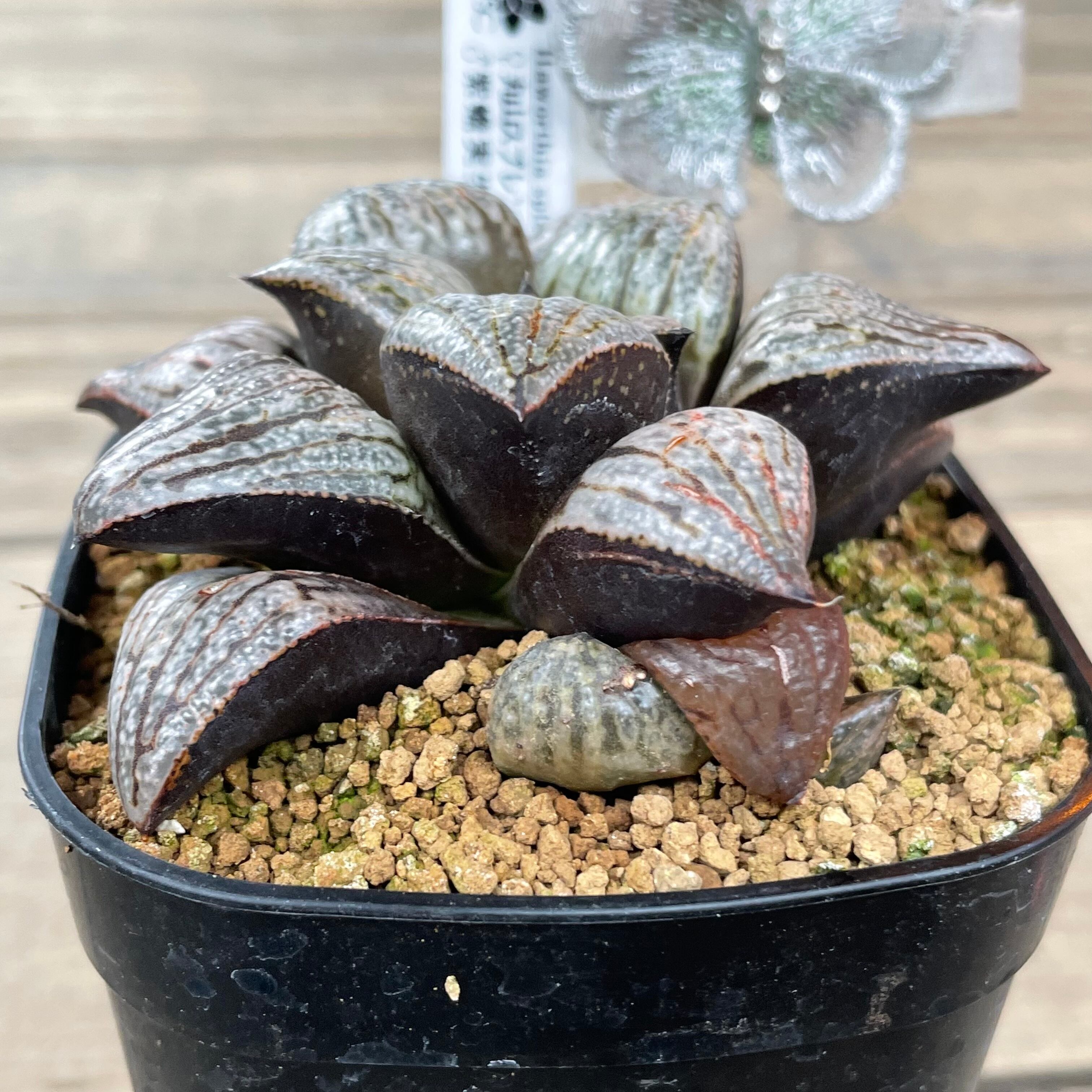 T)丸山スプレンバディア 紫蟾実生 ハオルチア | RuPo 多肉植物専門店