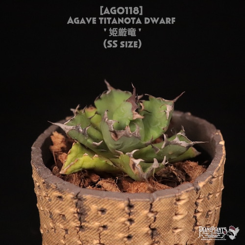 【送料無料】Agave titanota dwarf '姫厳竜' SS〔アガベ〕AG0118