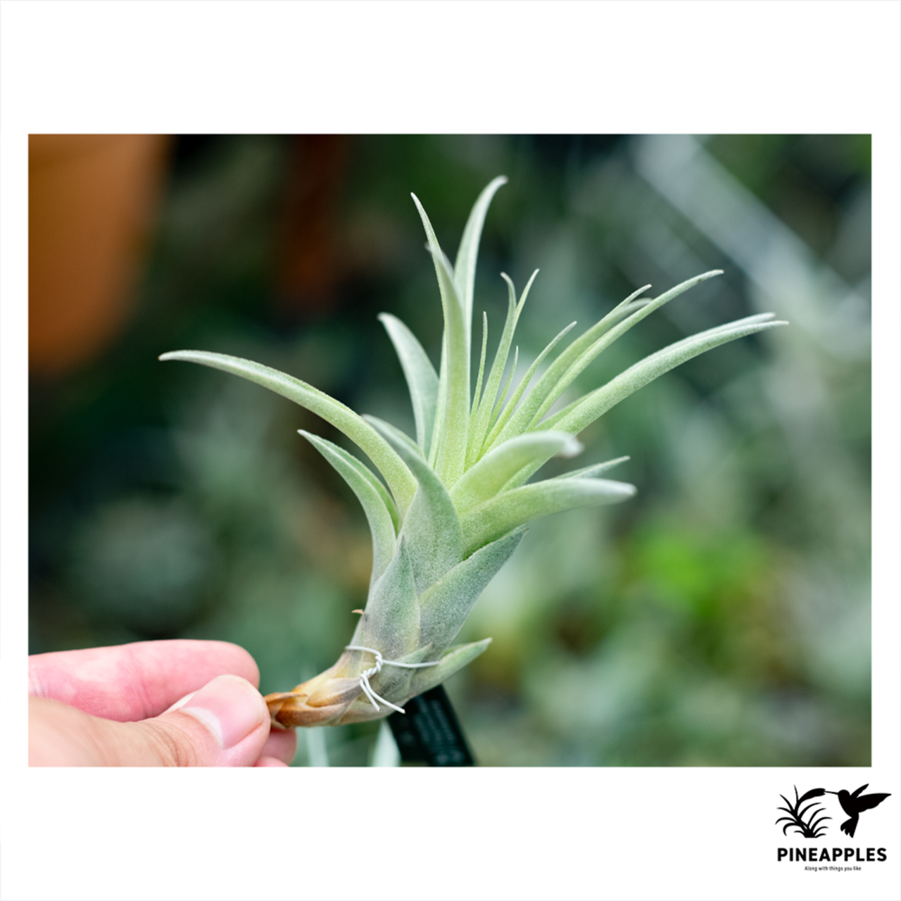 Tillandsia flagellata (Best Clone, TK970624FLB) - 1