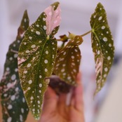 Begonia maculata variegata 'Pink'｜ベゴニア マクラータ ピンク斑入り②｜観葉植物