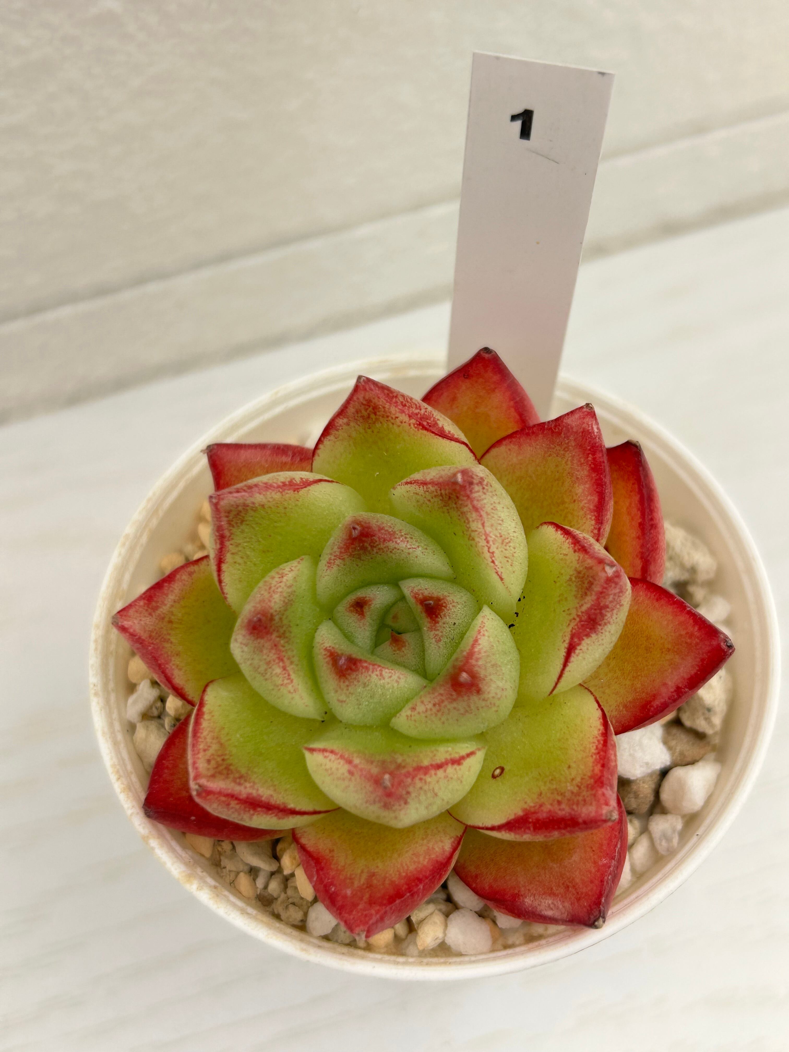 輸入苗 ☆Dream queen No.1