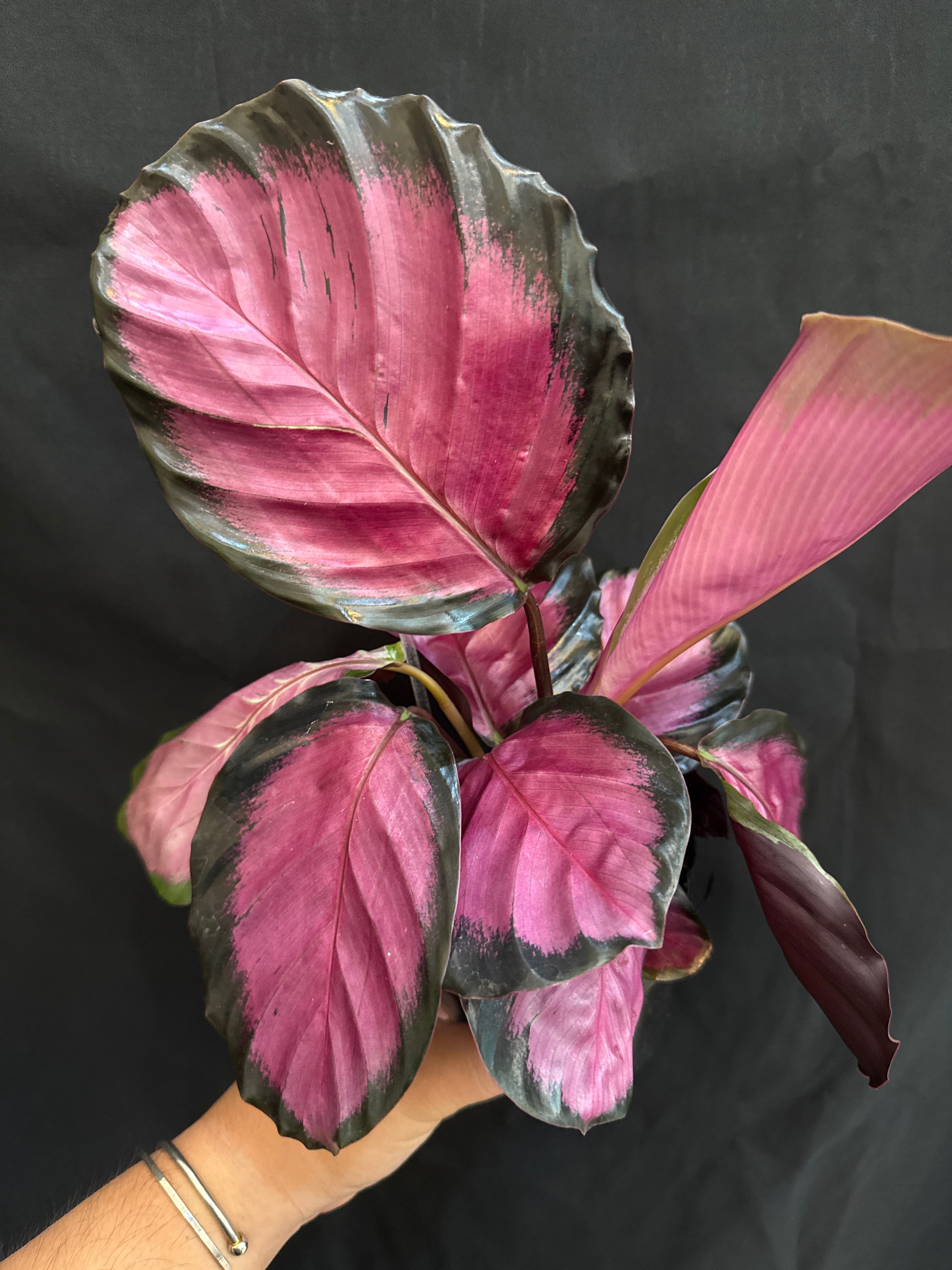 ① (Mucho) Begonia cucullata pink variegated / ベゴニア ククラータ