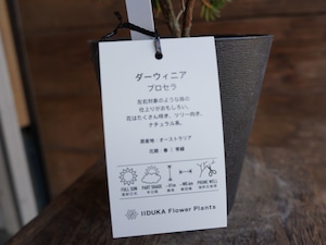 【現物】ダーウィニア ”プロセラ” C