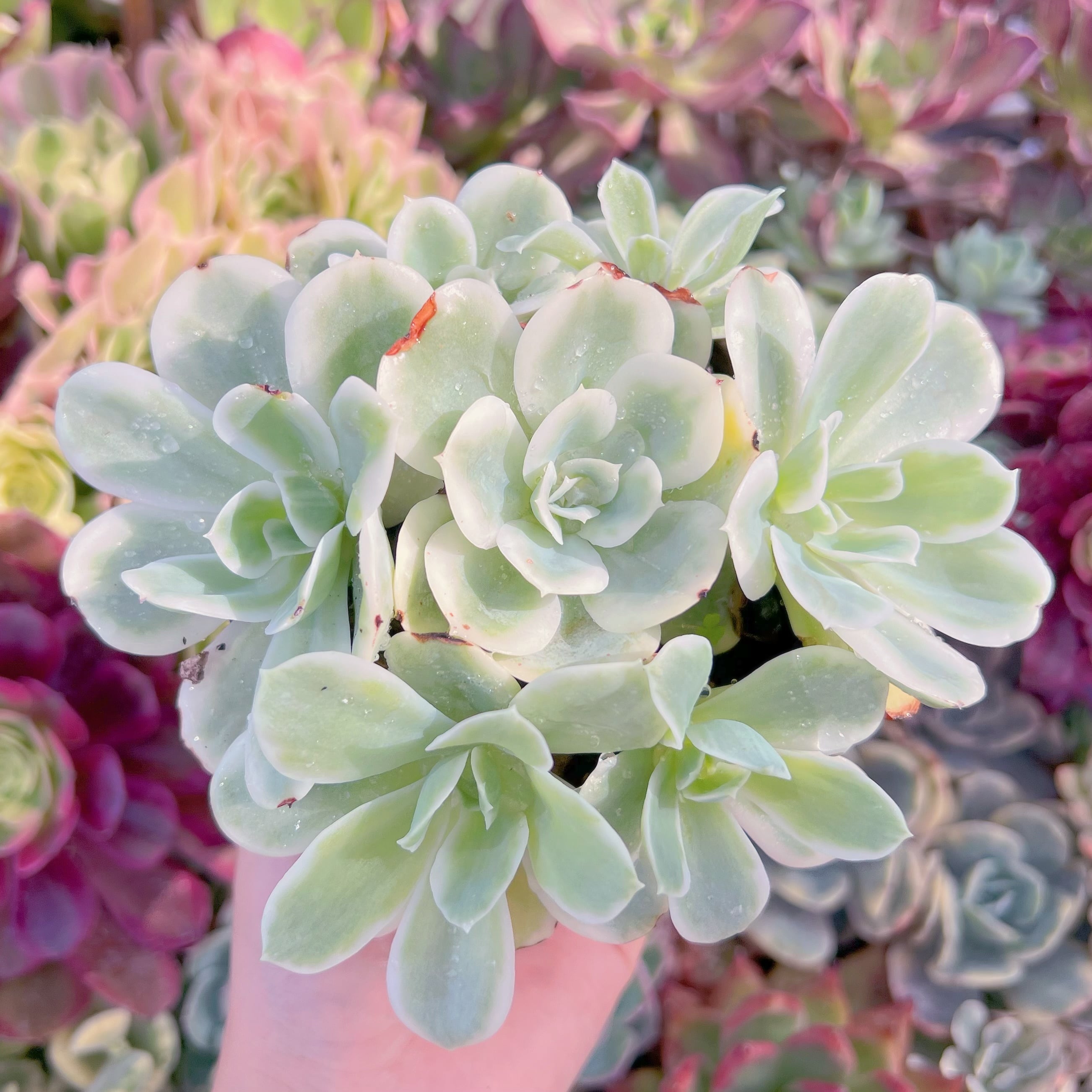 現品　レモンローズ錦#K008　群生　るる農園