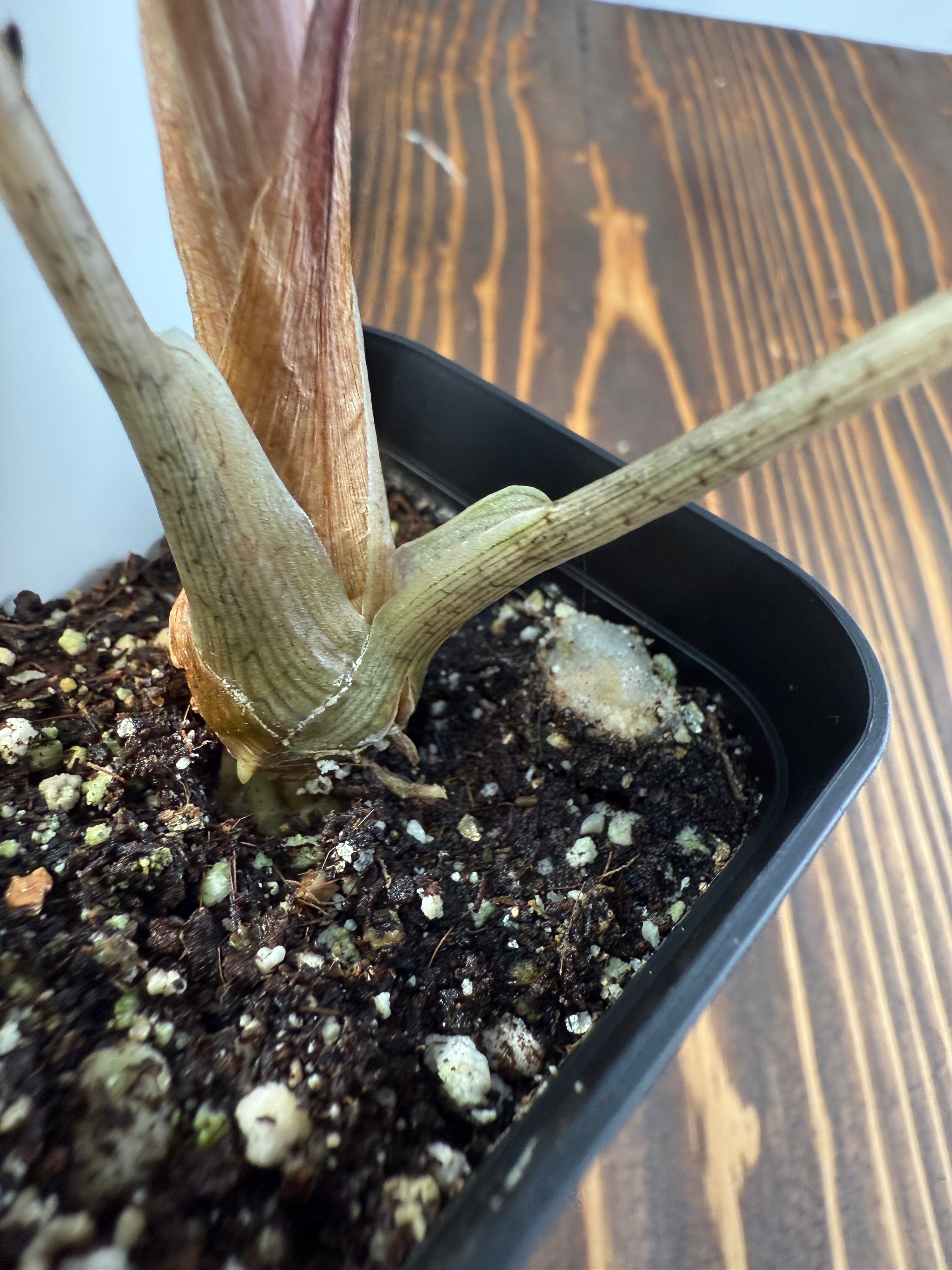 ☆1932【希少種】アロカシア ヴェノム（2.5号ロング硬質ポット）※送料