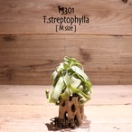 【送料無料】streptophylla M〔エアプランツ〕現品発送T3301