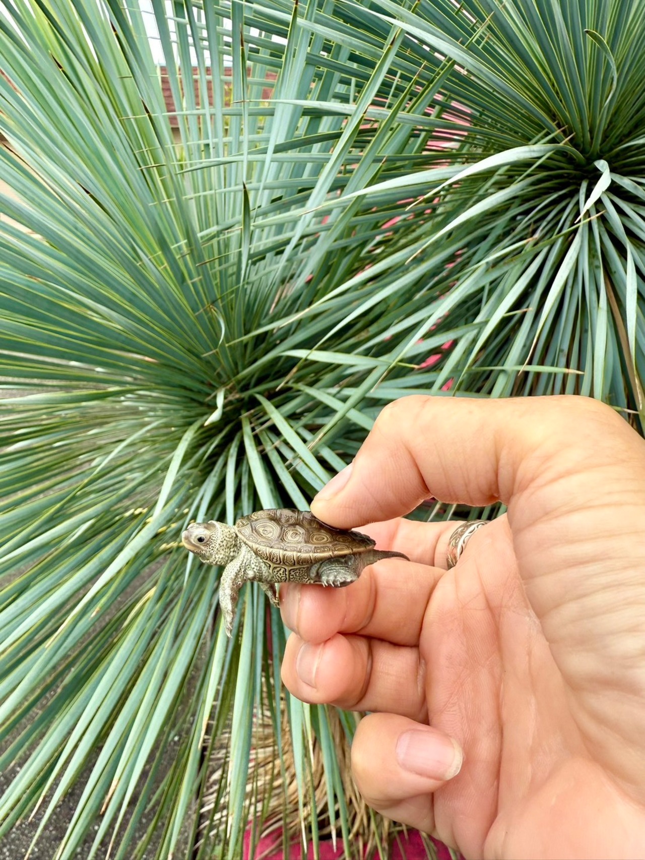 カロリナダイヤモンドバックテラピン（USA CB）❶ - 3