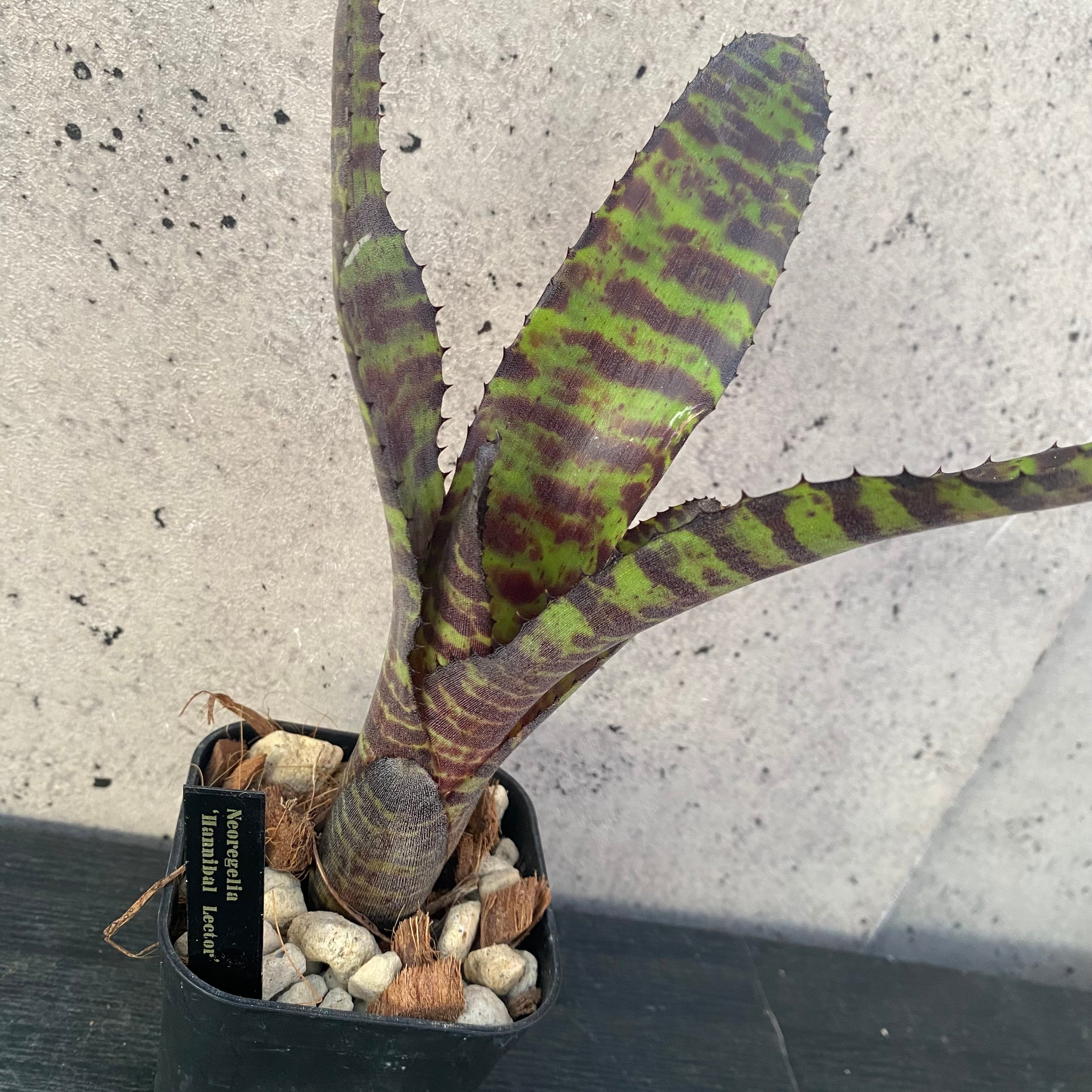 タンクブロメリア | Planet Plants プラネットプランツ