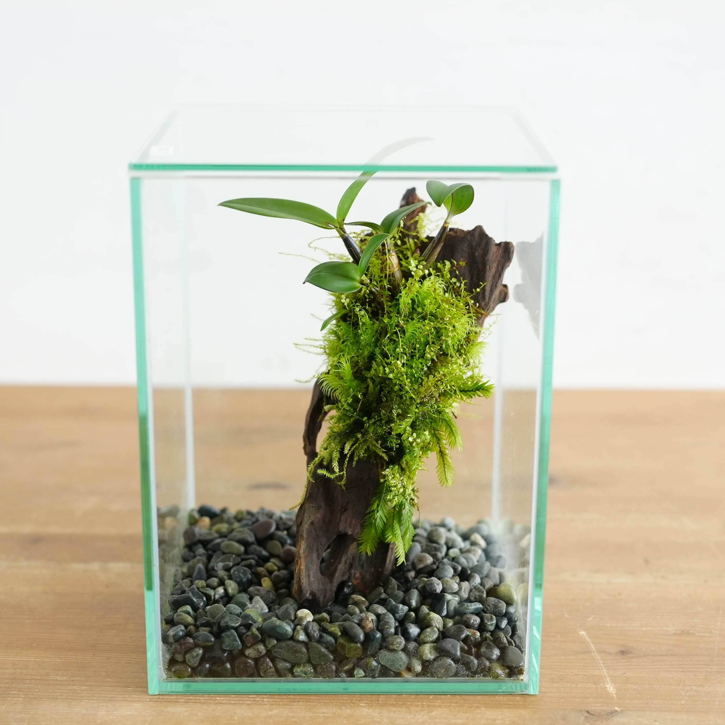 限定作品（一点物） | 苔テラリウム専門ショップ道草