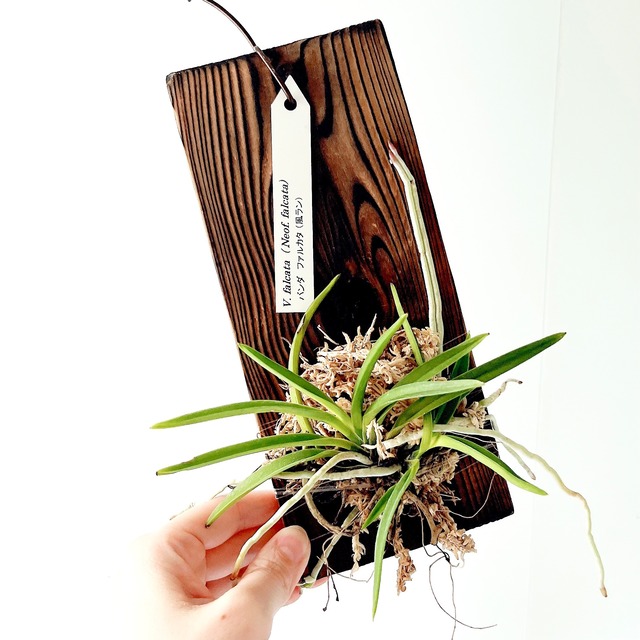 フウラン｜Vanda falcata（Neof. falcata）calm cafe