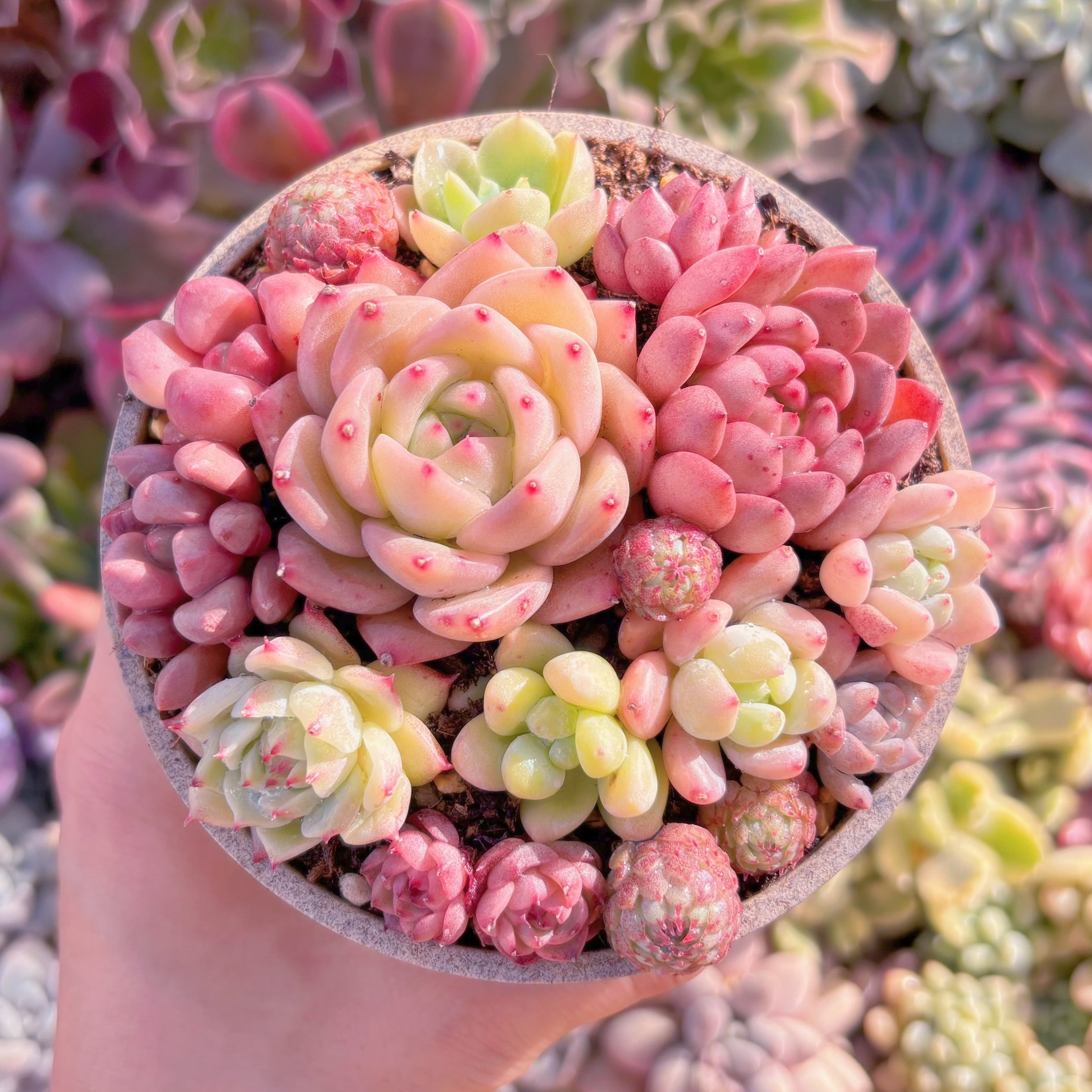 現品　寄せ植えセット#594　るる農園