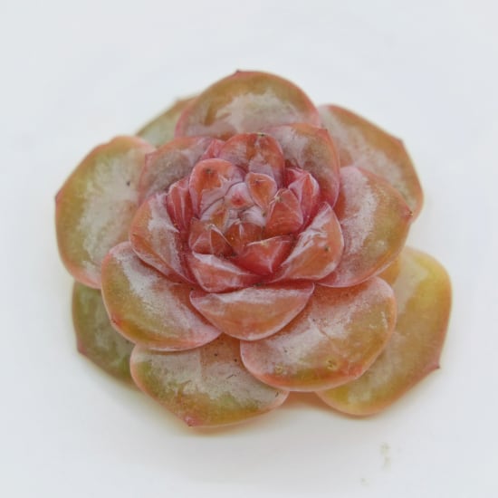 多肉植物 アエオニウム 孔雀白錦 美苗 #孔3 | Pay ID