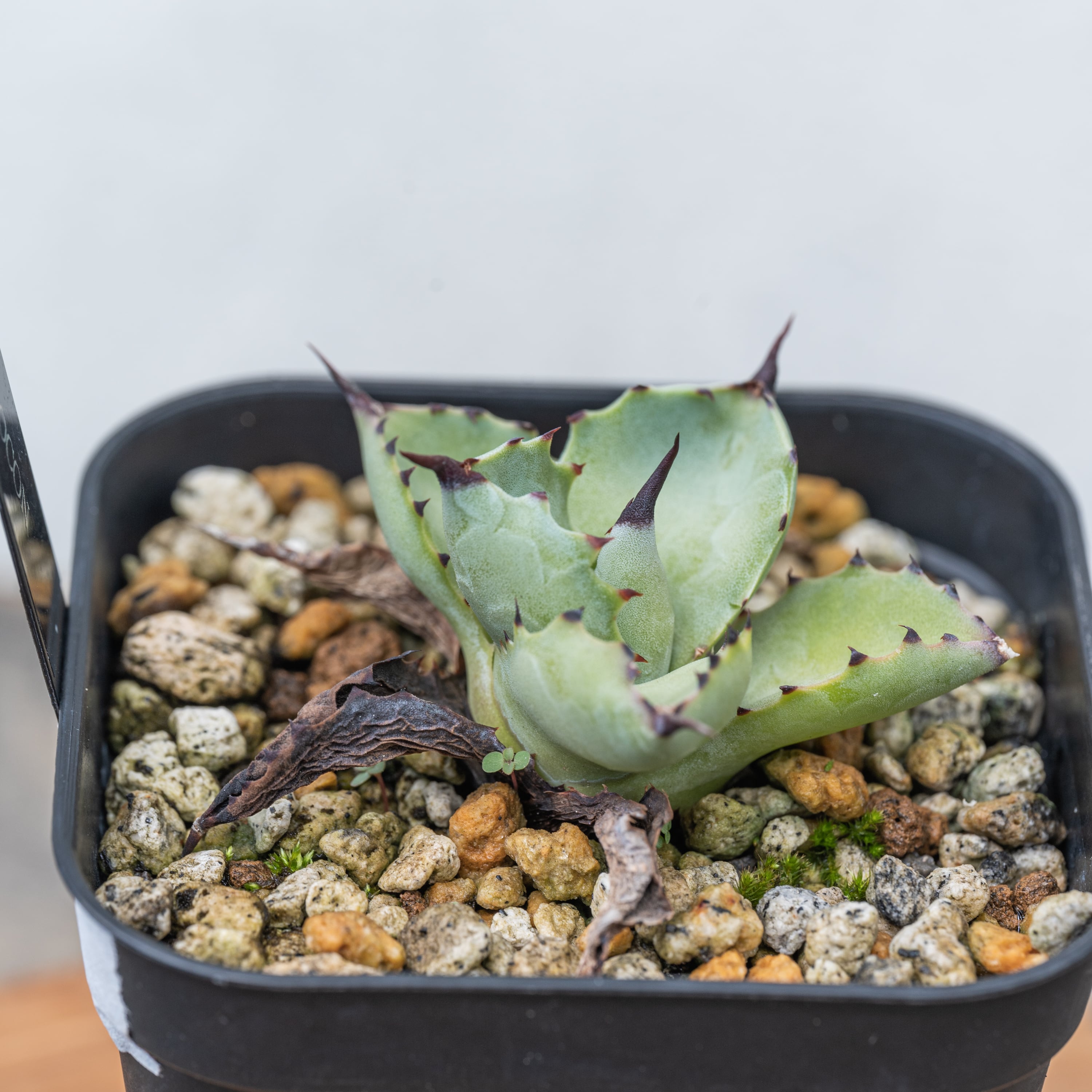 アガベ 八荒雷神