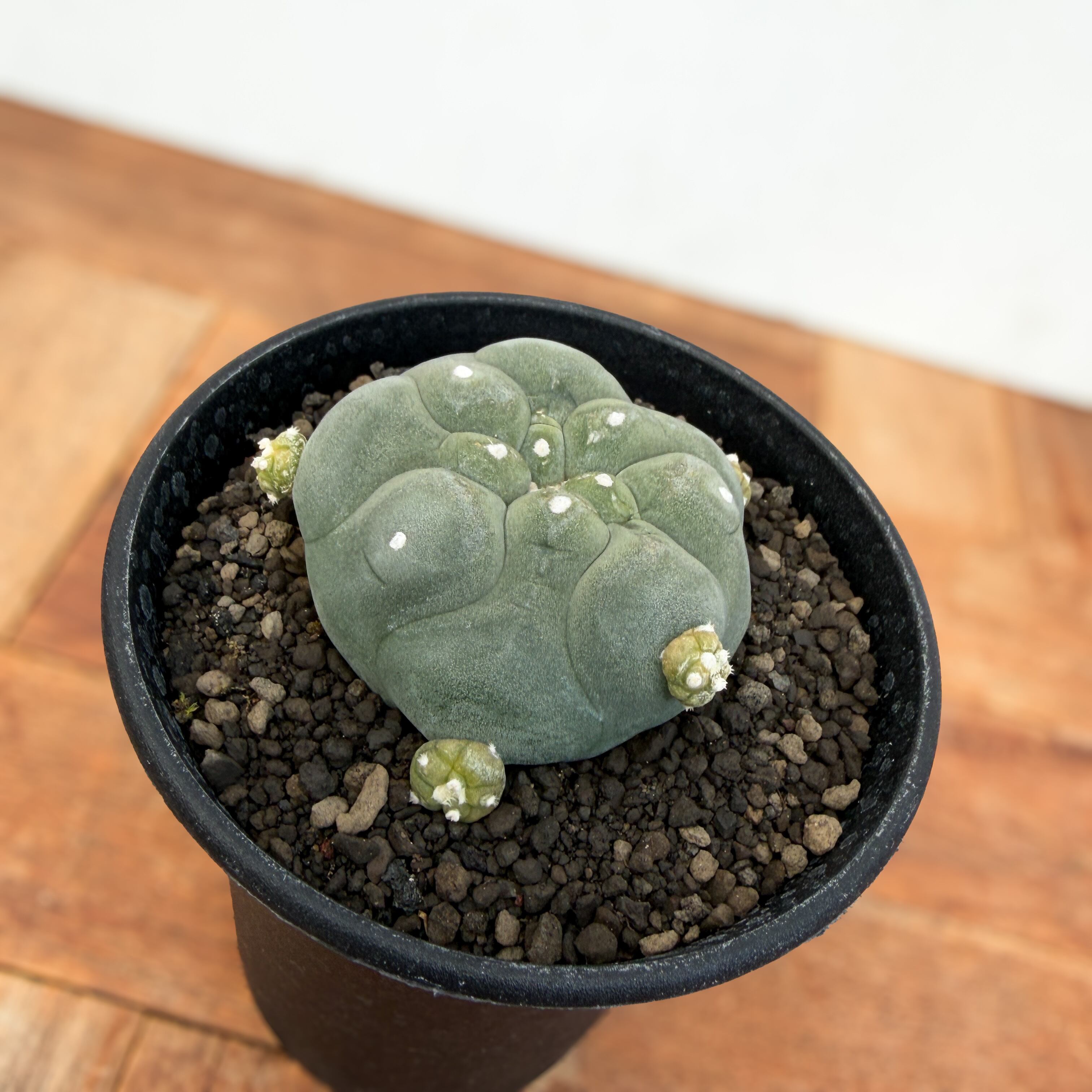 Lophophora diffusa 【ロフォフォラ・黒肌翠冠玉】 | RIMO'S GREEN